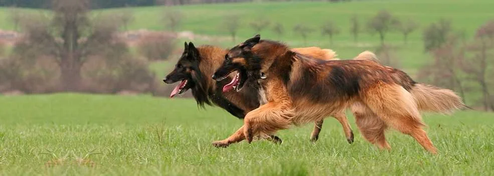 Zwei belgische Schäferhunde rennen auf einer grünen Wiese