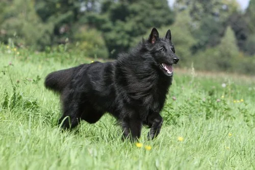 Groenendael laufend im Grünen auf einer Wiese mit Bäumen im Hintergrund.