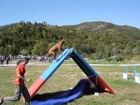 Hund springt über einen Hundeschlitten auf einem Hundeparcours im Freien, mit einem Hundetrainer im Vordergrund, umgeben von grüner Landschaft und Bergen im Hintergrund.