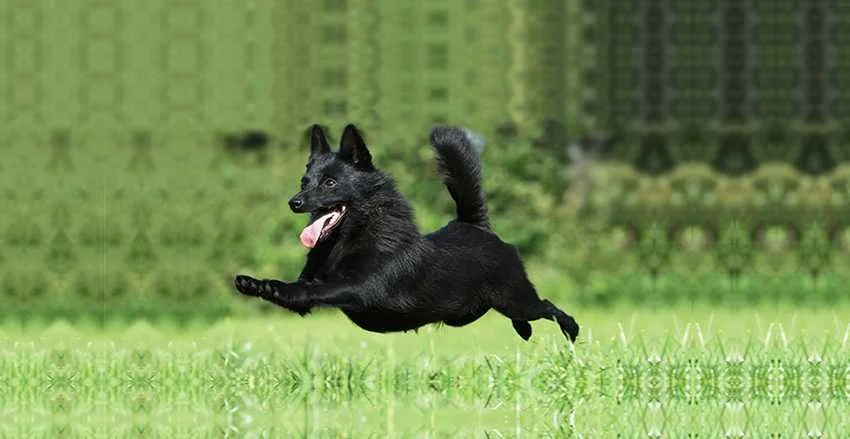 Ein schwarzer Hund springt im Gras, mit einem offenen Mund und herausgestreckter Zunge.