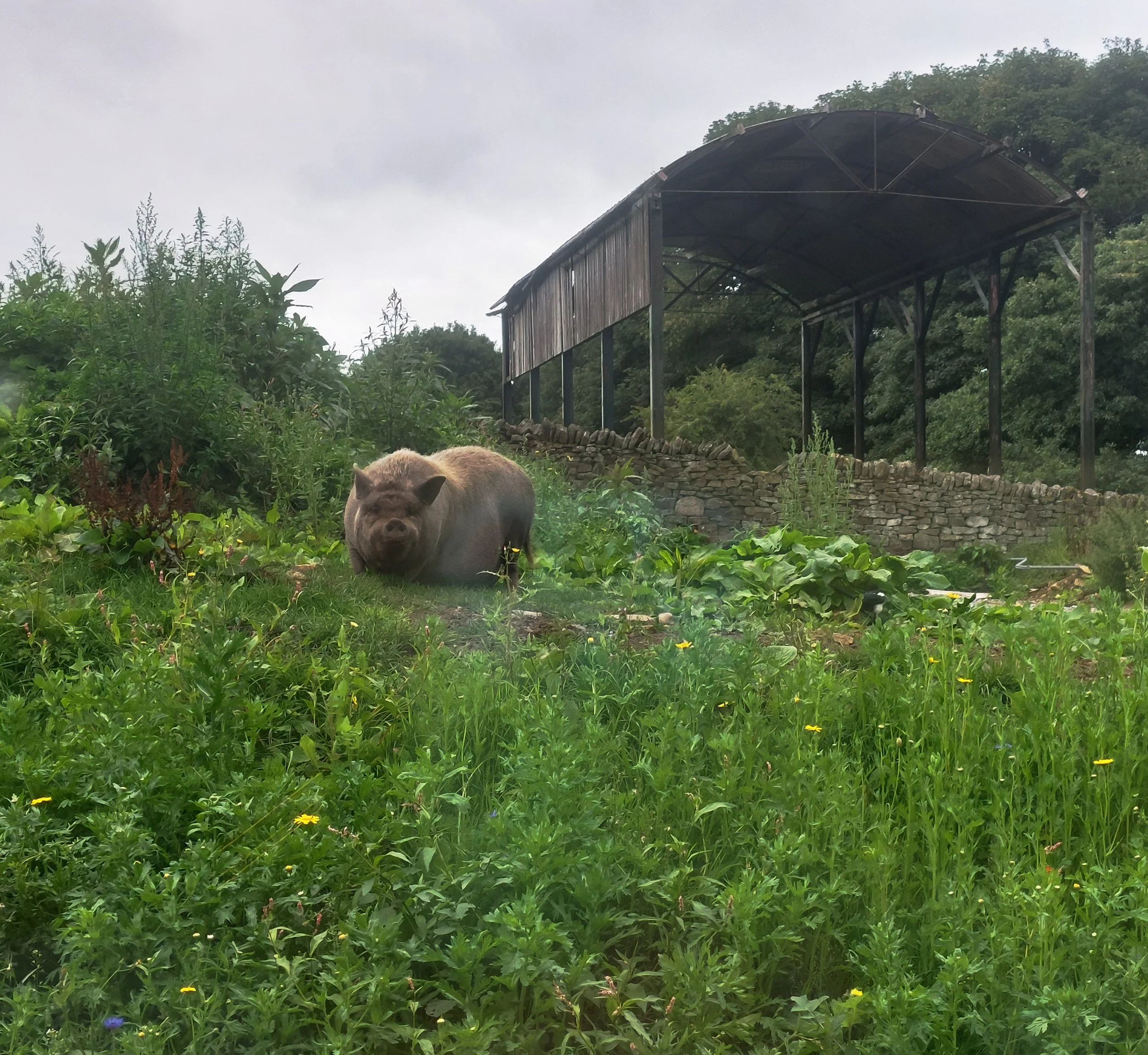Pot belly pigs.jpg