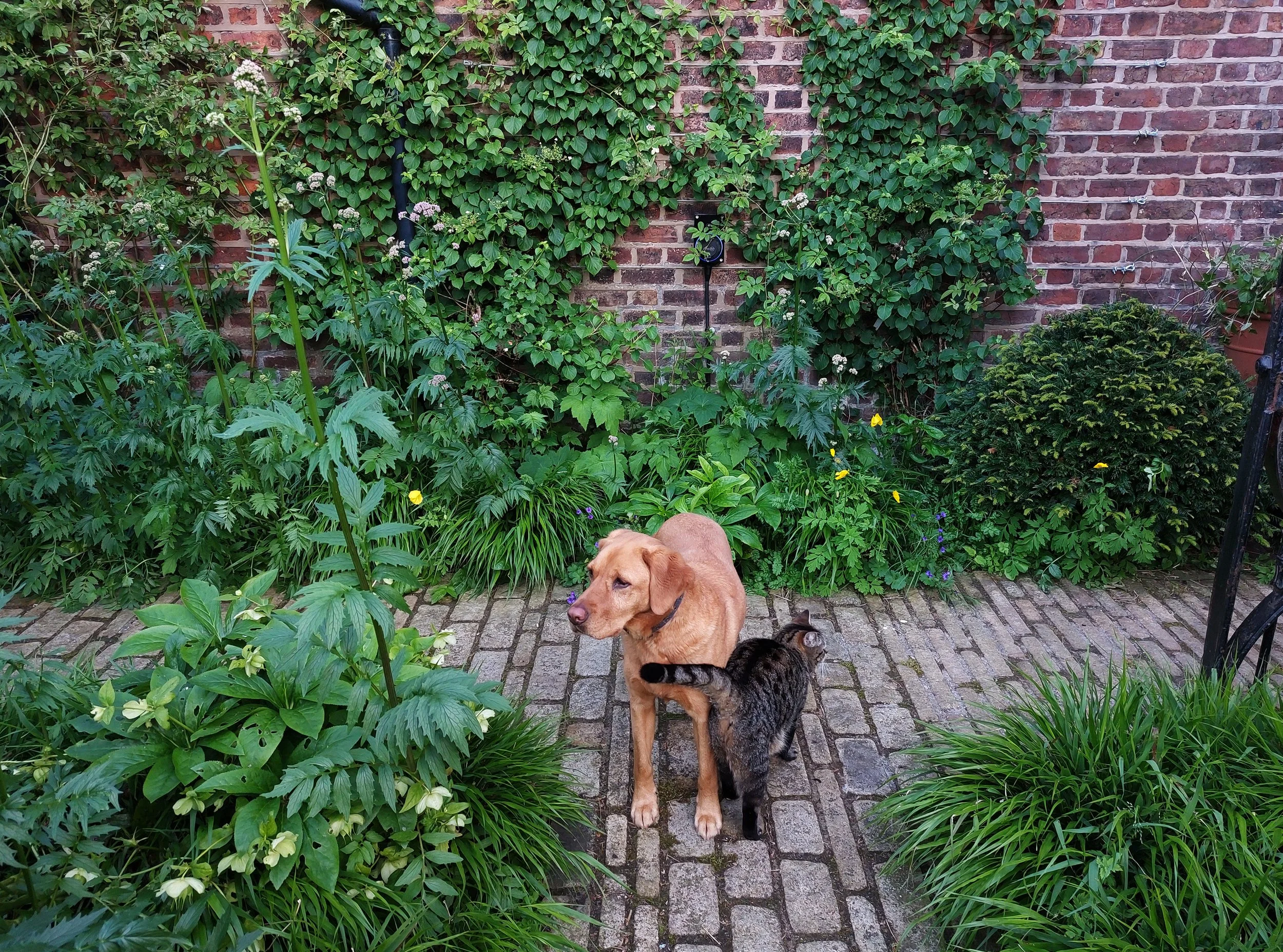 POPPY AT TILLY.jpg