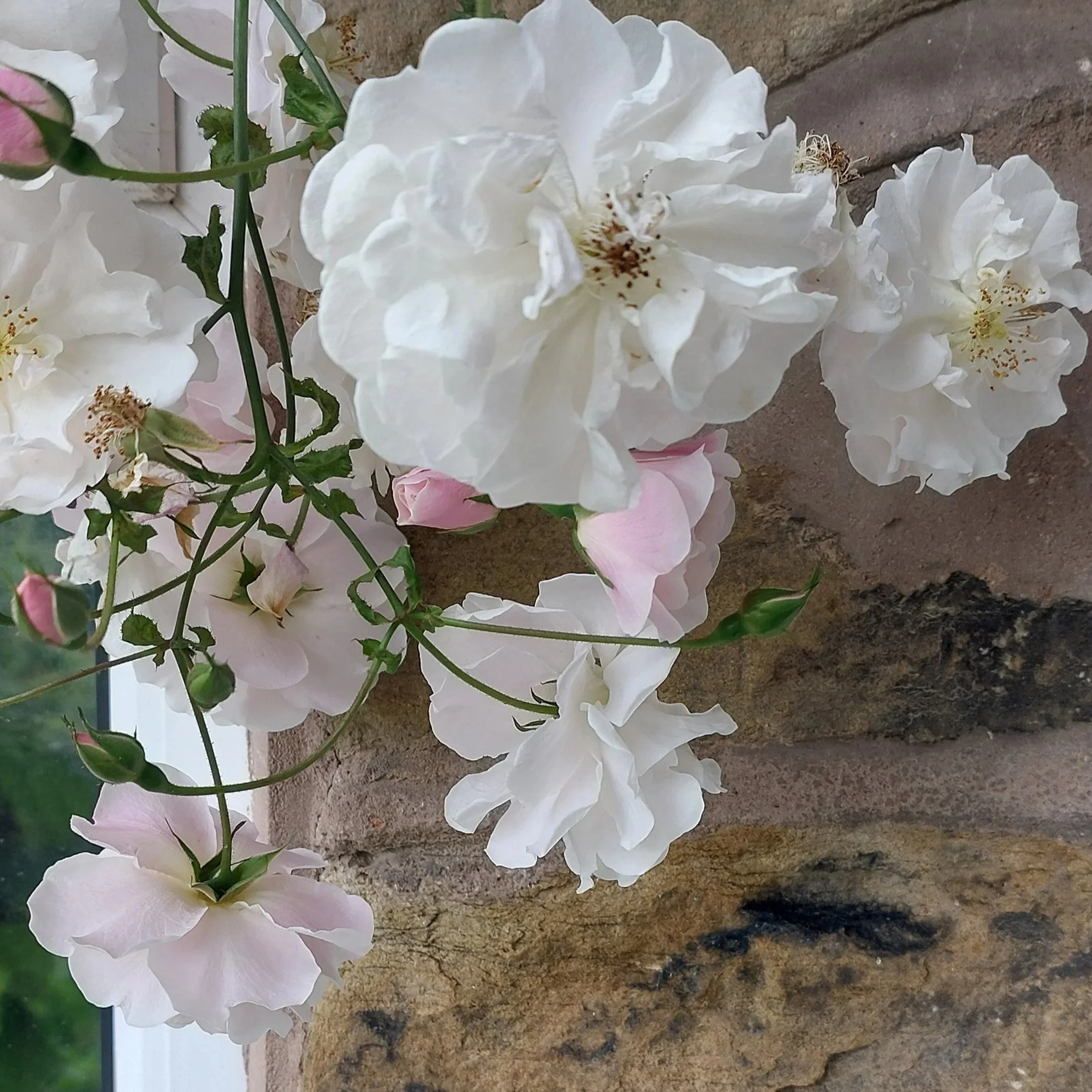 roses.jpg