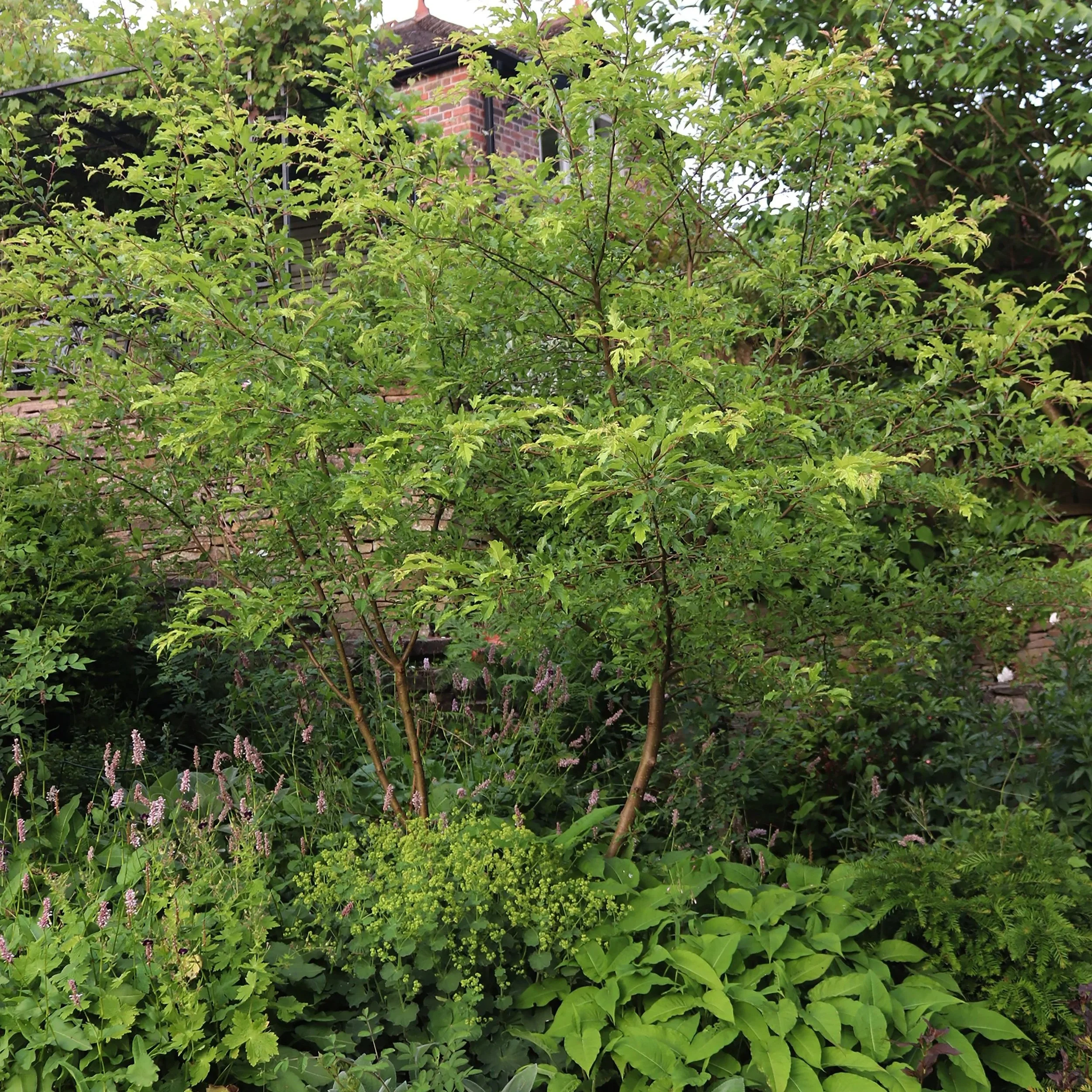 Garden snippings