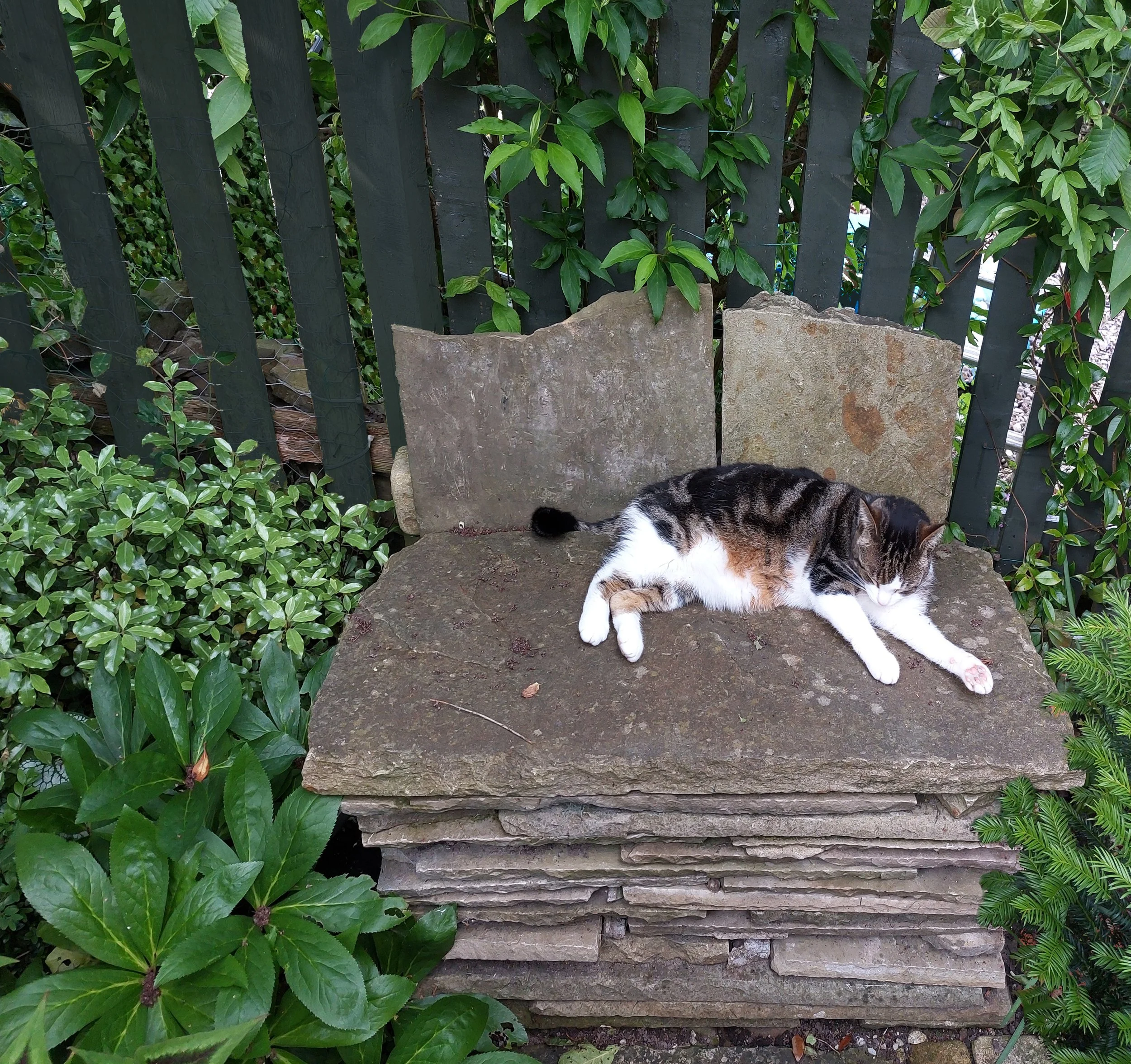 Cat.jpg