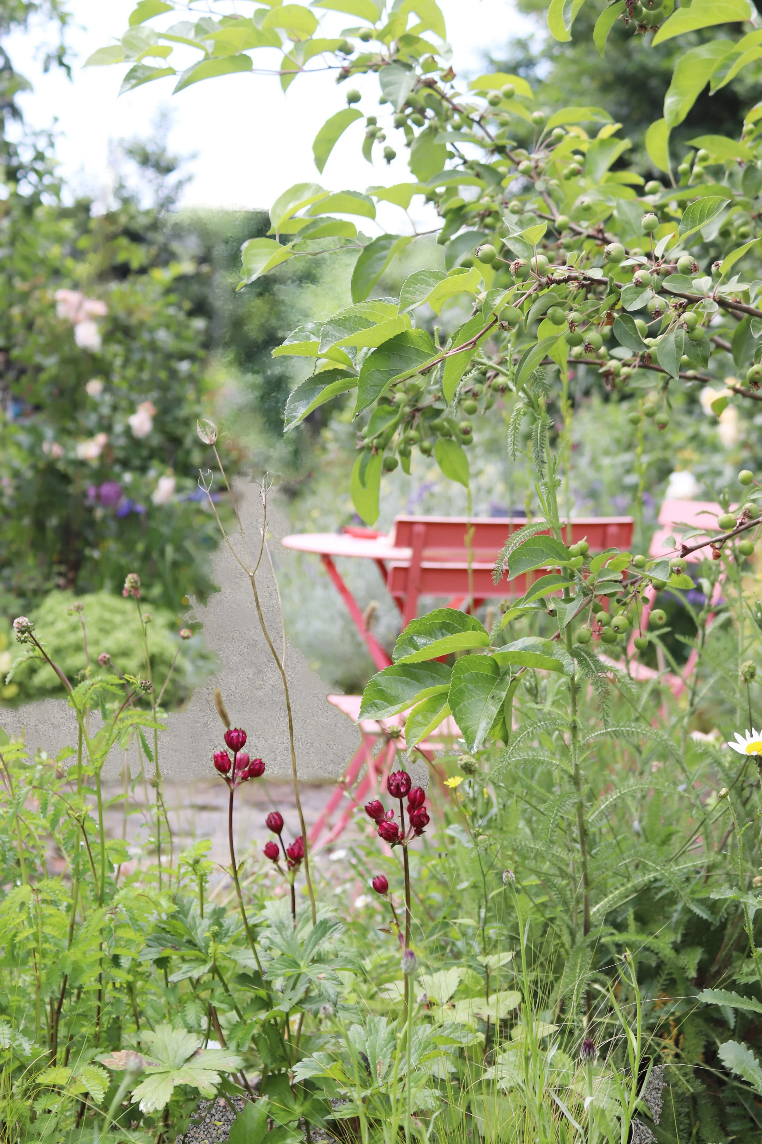 An urban  garden with featuring a multistem Malus 'Evereste' tree.