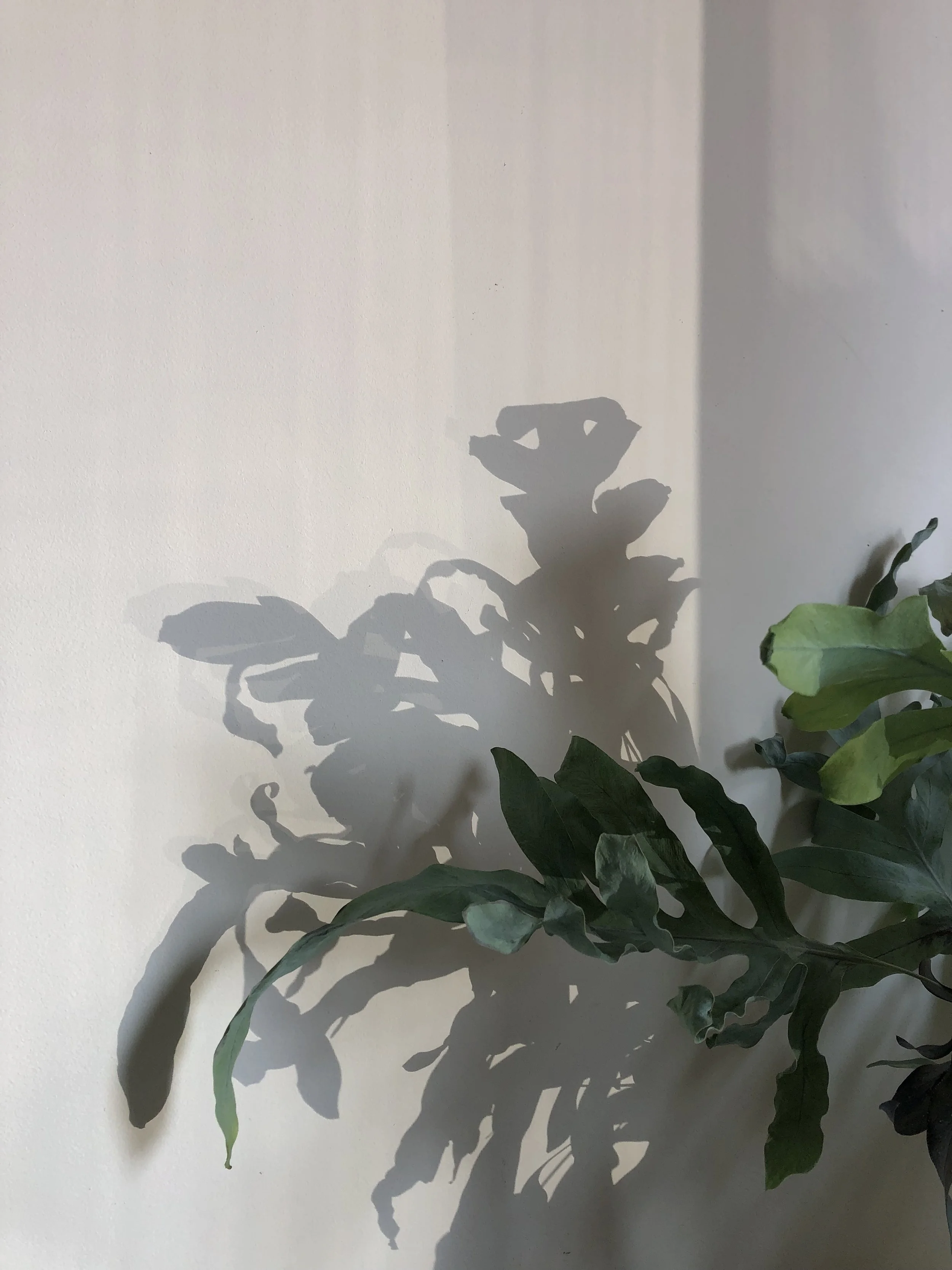Shadow of a leafy green plant cast on a white wall with a faint gradient.