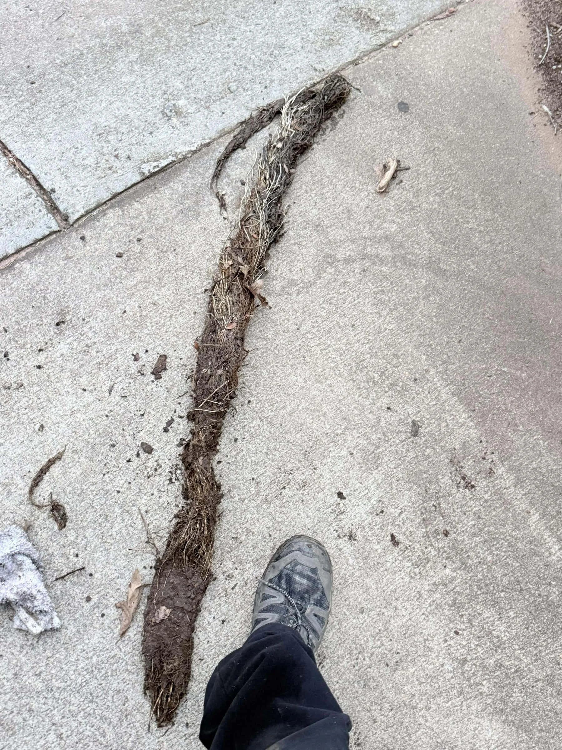 Sewer line root extractions - clears and cleans sewer lines. *This one was massive!