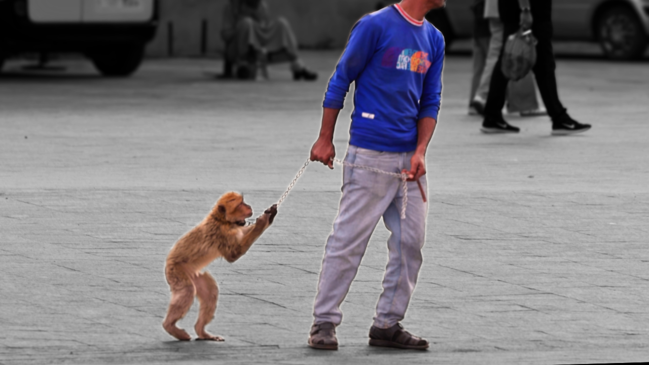 Undercover of UNESCO: Animal Abuse in Marrakesh’s Medina