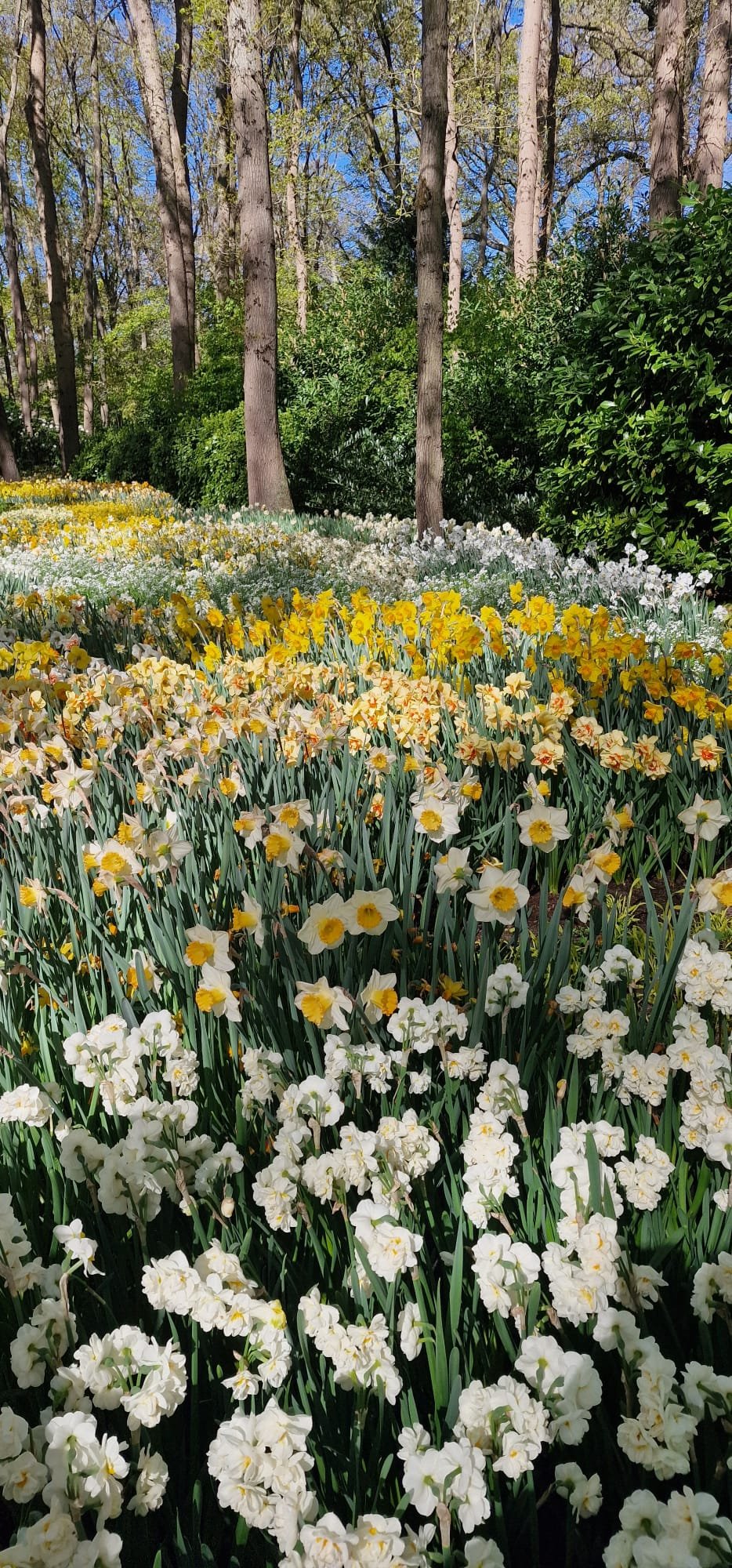 Daffodils in wild garden in Shrewsbury