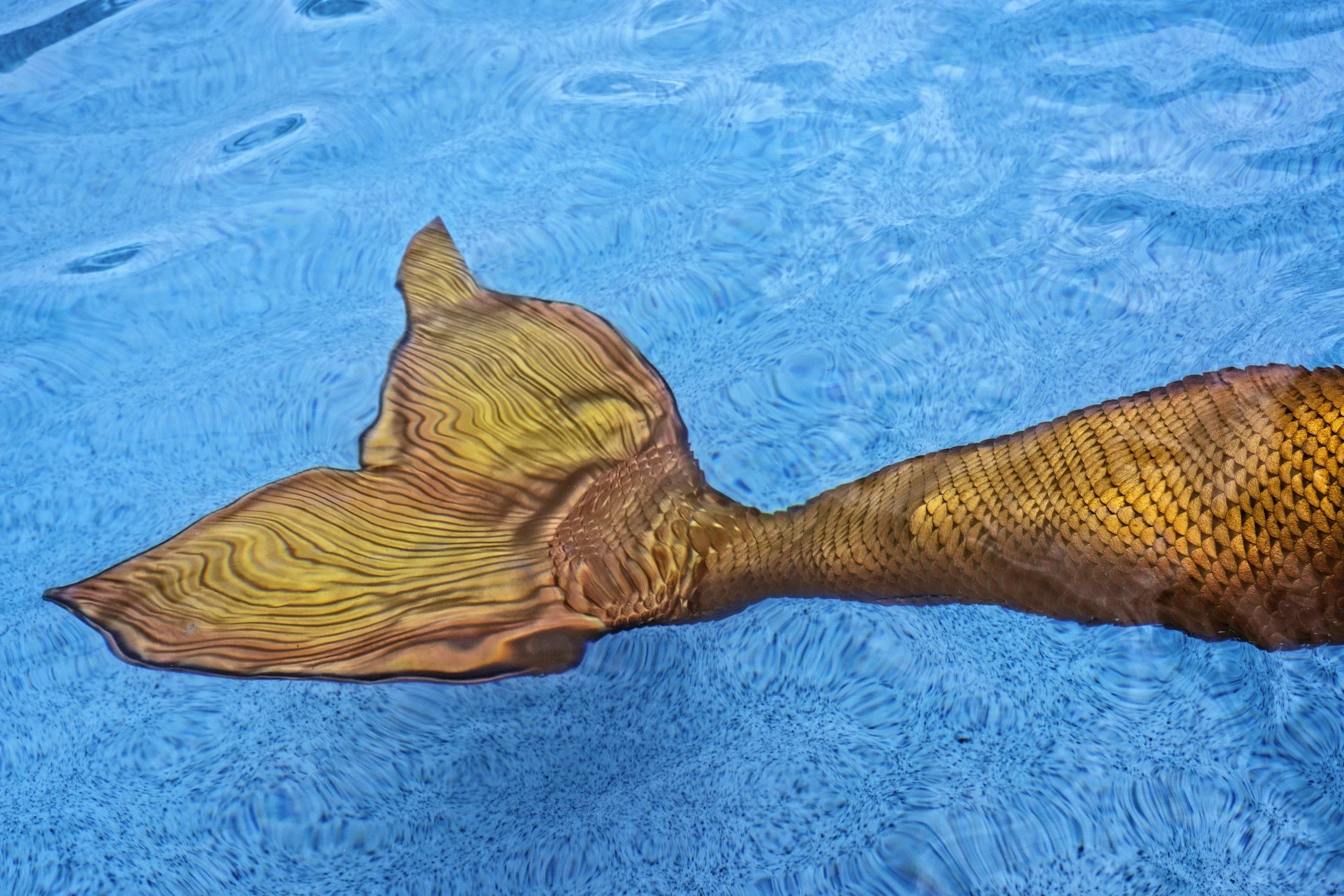 Close-up of a mermaid tail with golden, shimmery scales, submerged in blue water.