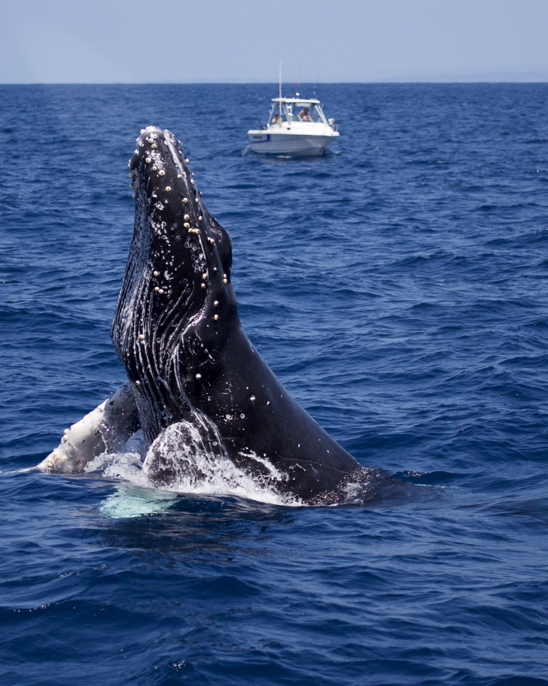 cetacei. corso, mare, roma, wildmoon, balena, corsi, attività naturalistiche
