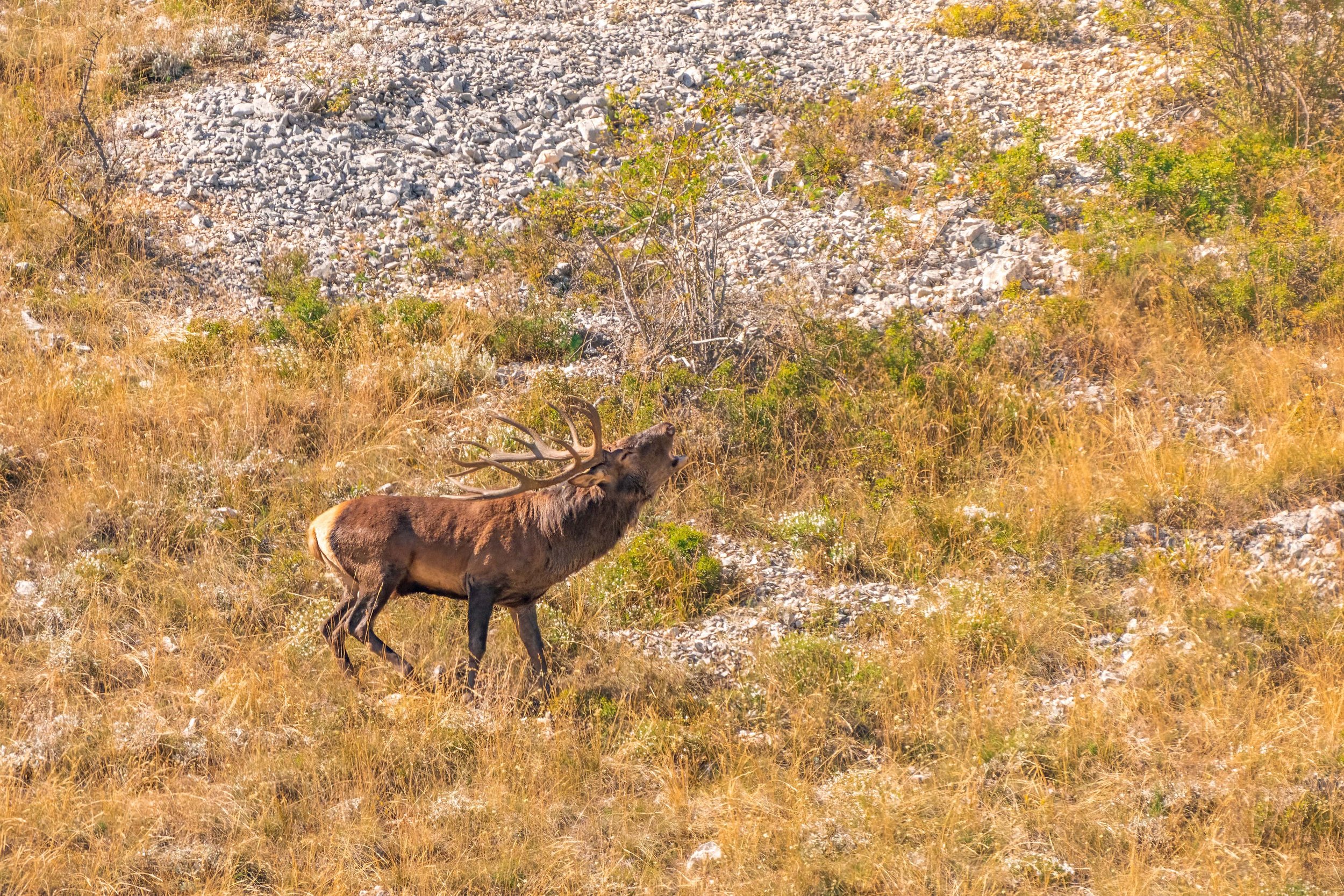 cervo, cervide, bramito cerco,
