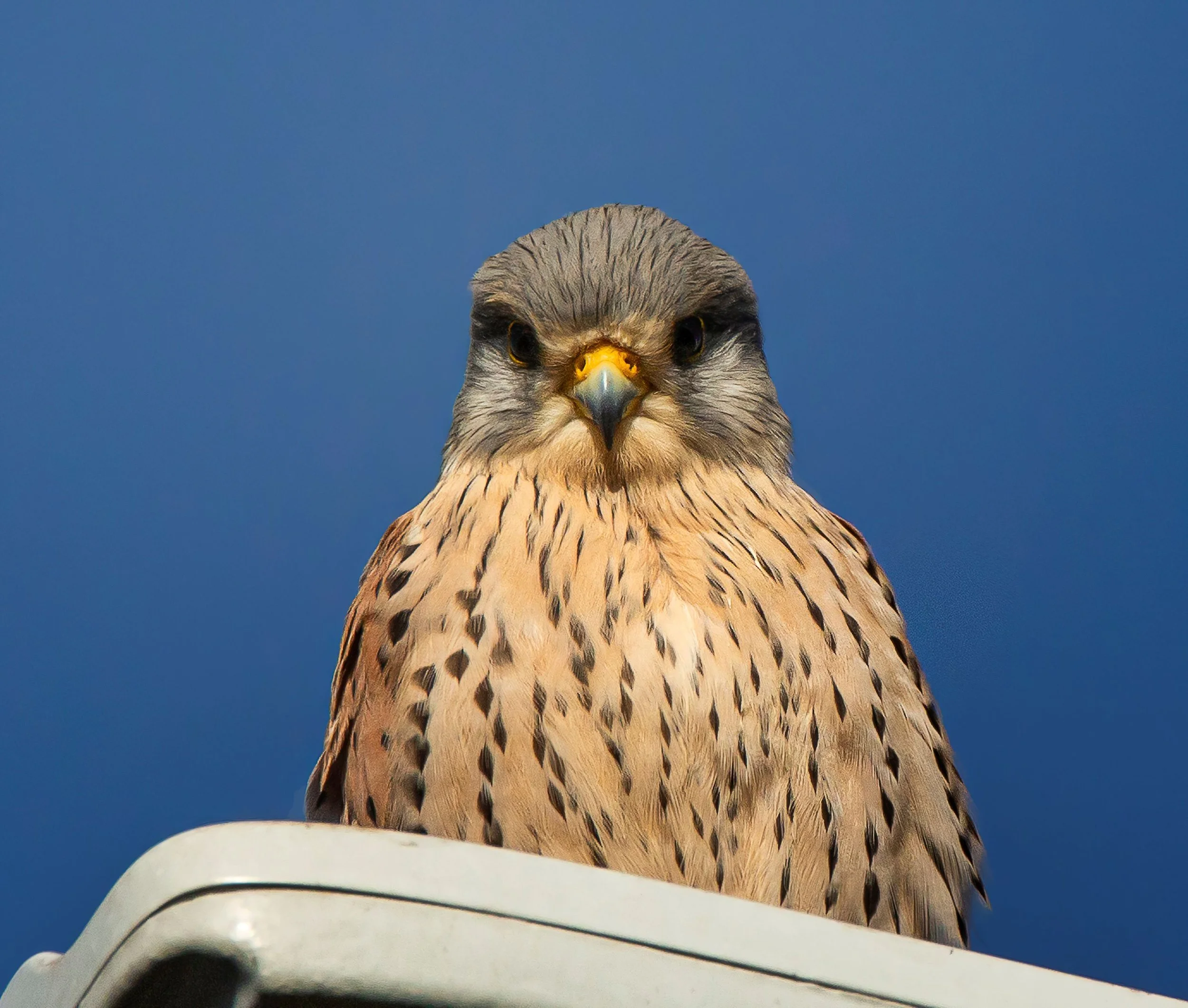 rapace diurno, gheppio falco grillaio, fauna, avifauna, marroncino con gocciolature più scure primo piano uccelli campagna roma birdwatching