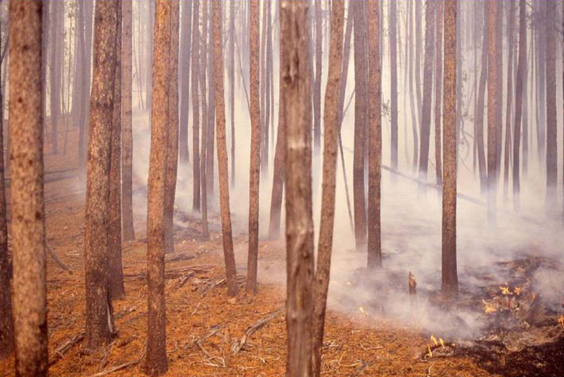 Il fuoco e la foresta tra distruzione e rinascita