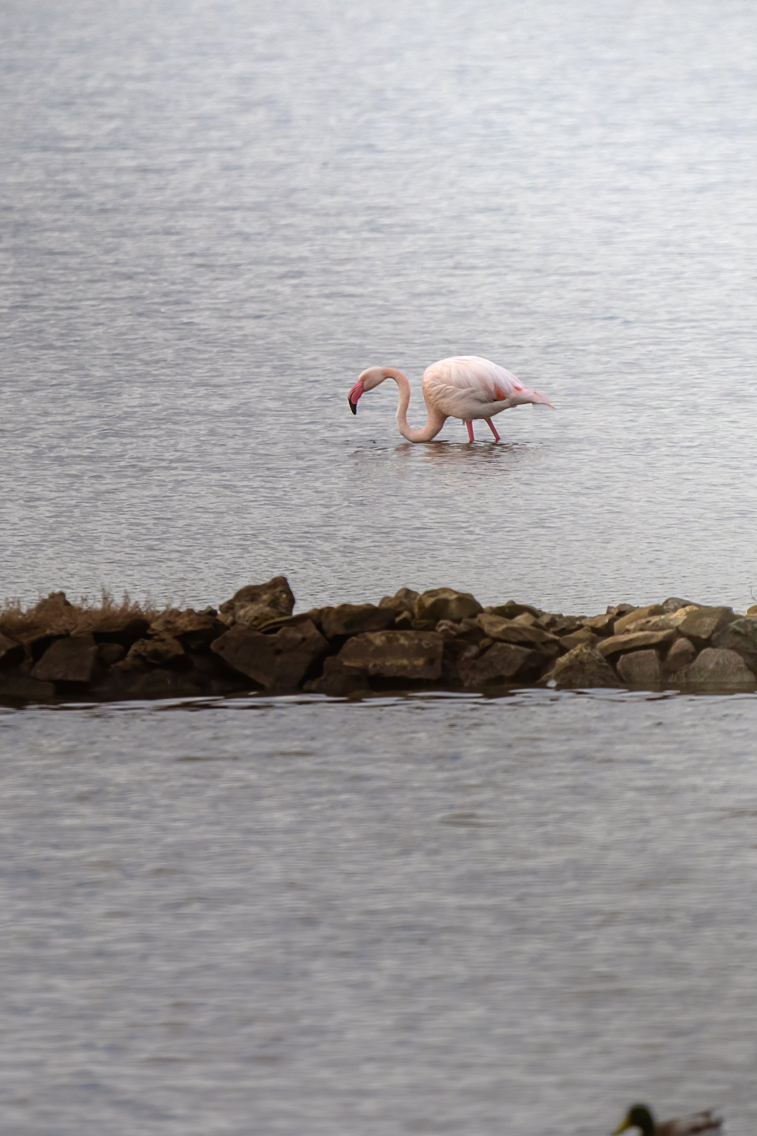 A tu per tu con la Fauna : i Fenicotteri