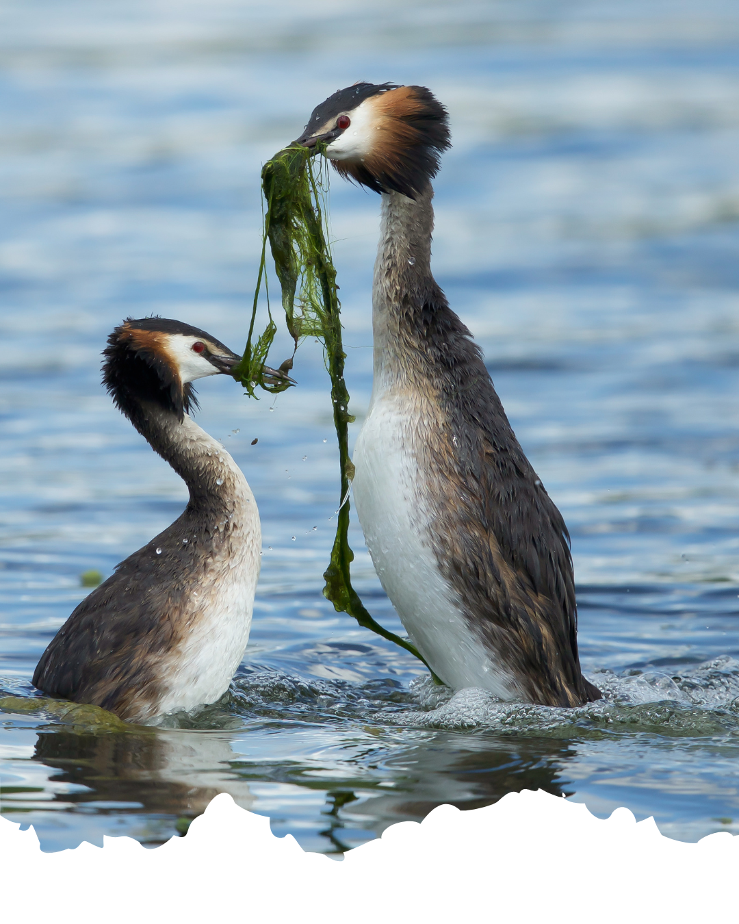 La Danza degli Svassi