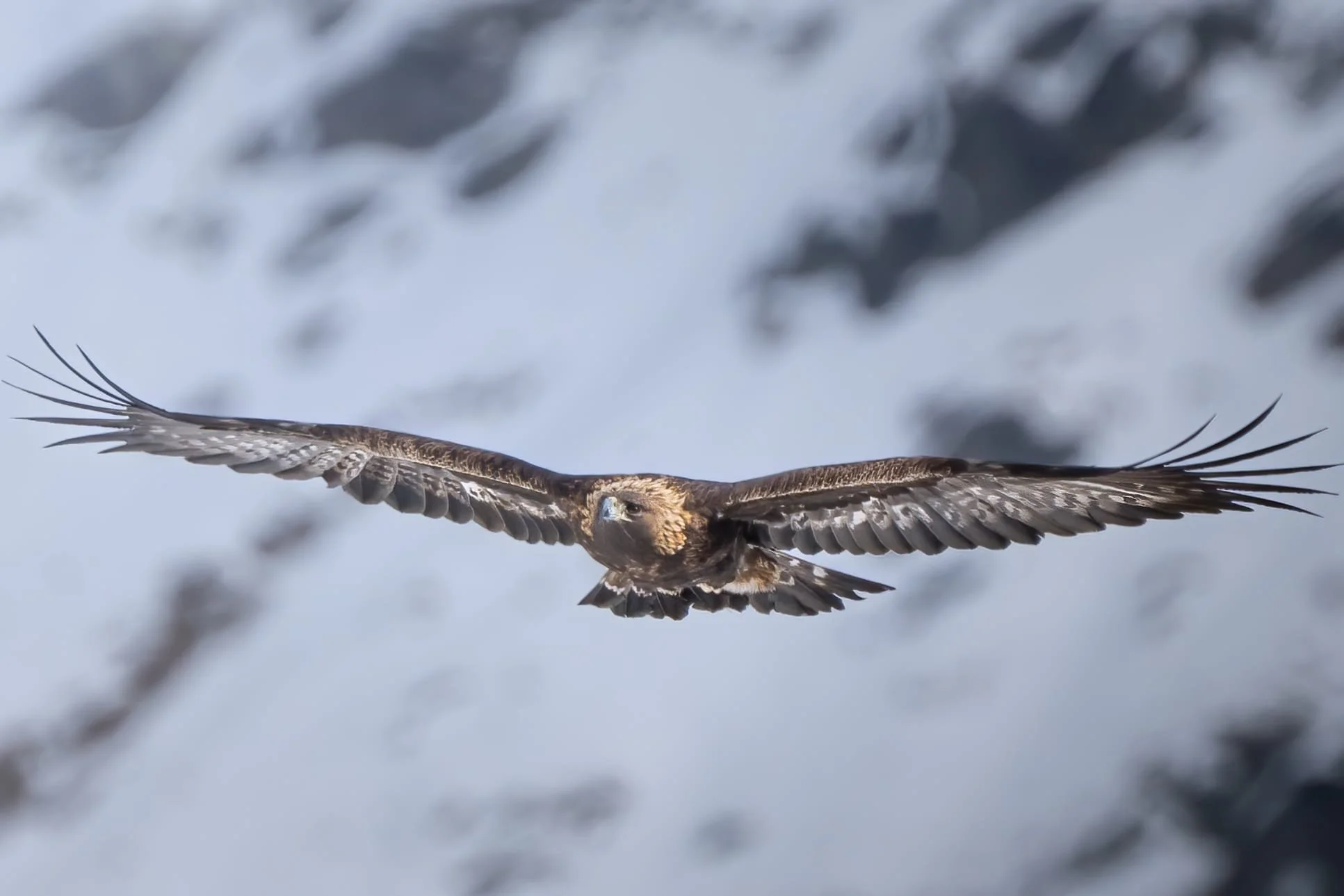 I signori del Cielo- Corso sui Rapaci