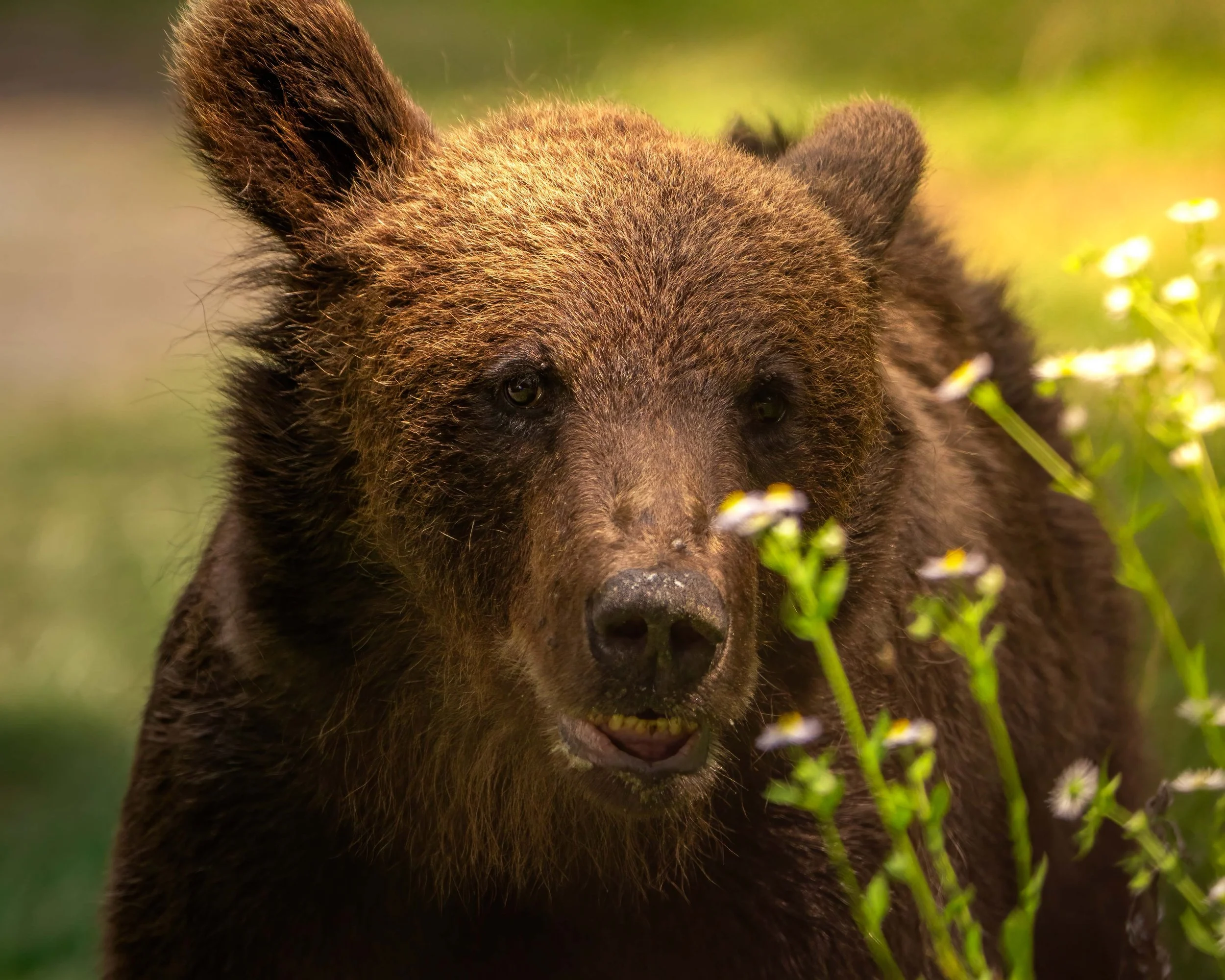 Sentinelle d'alta quota- Corso sulla Fauna Montana 