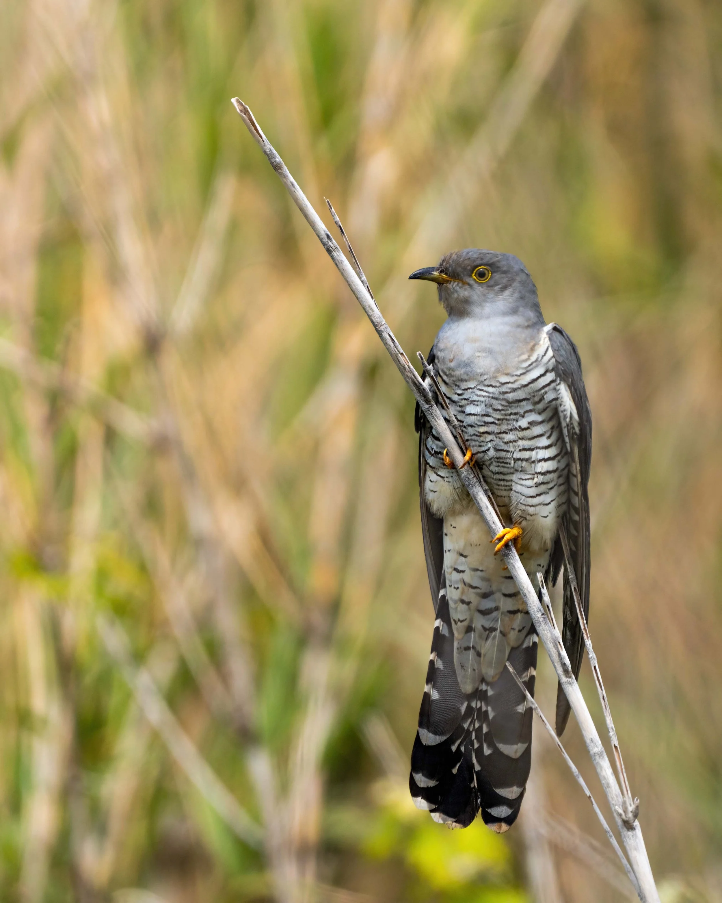 Corso di Birdwatching online e sul campo