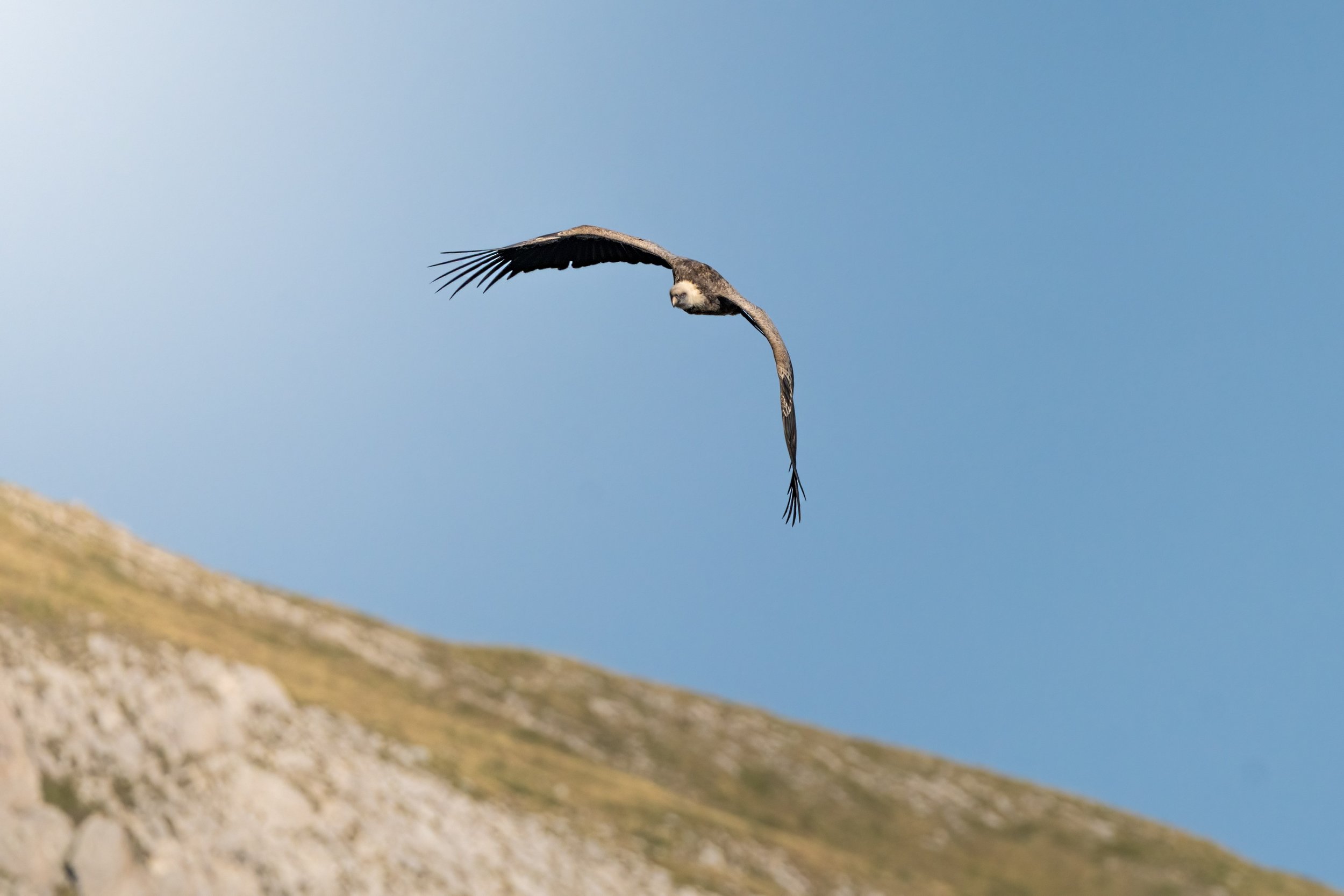 A TU PER TU CON LA FAUNA : I GRIFONI 