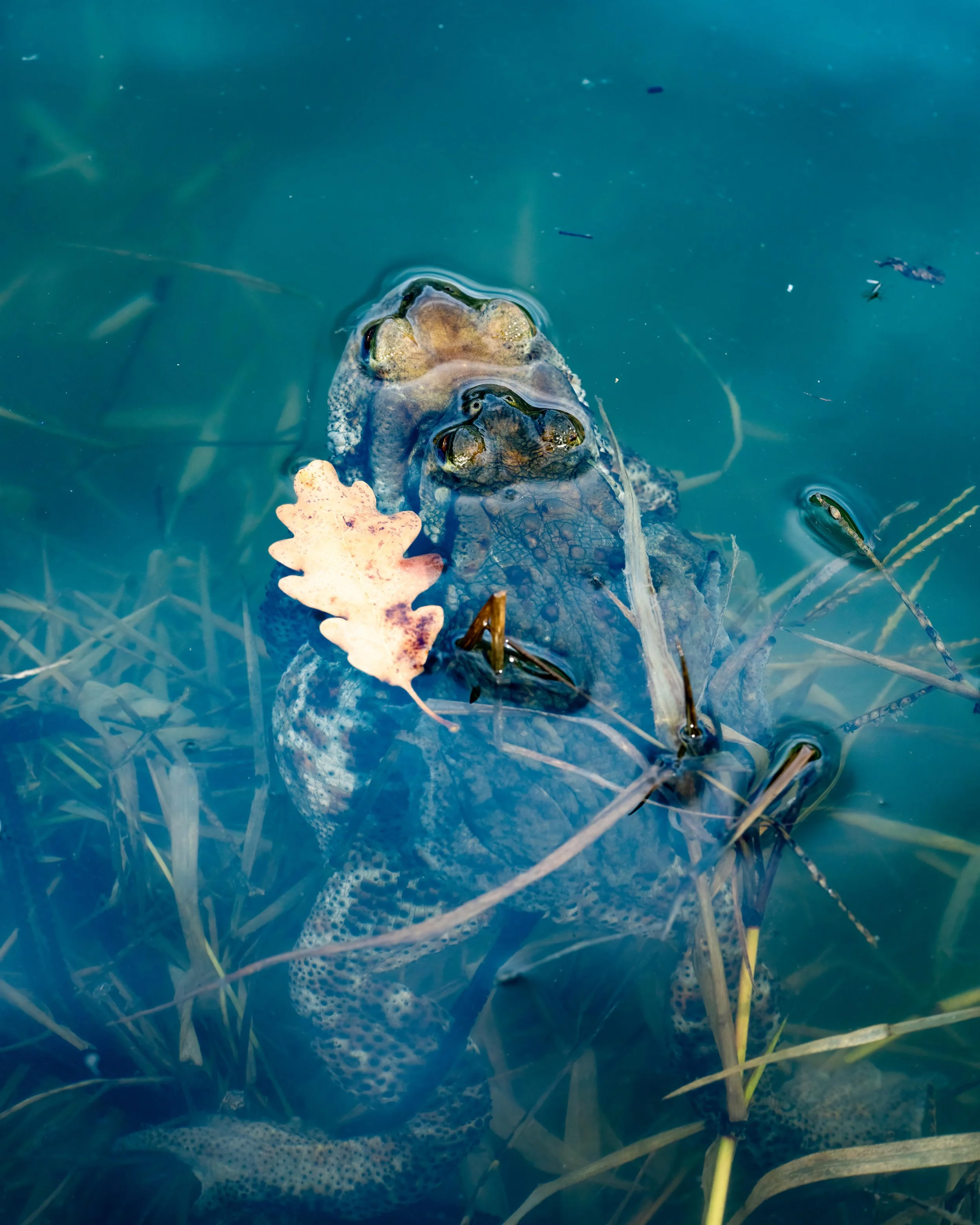 Creature di Confine- Il mondo segreto degi anfibi