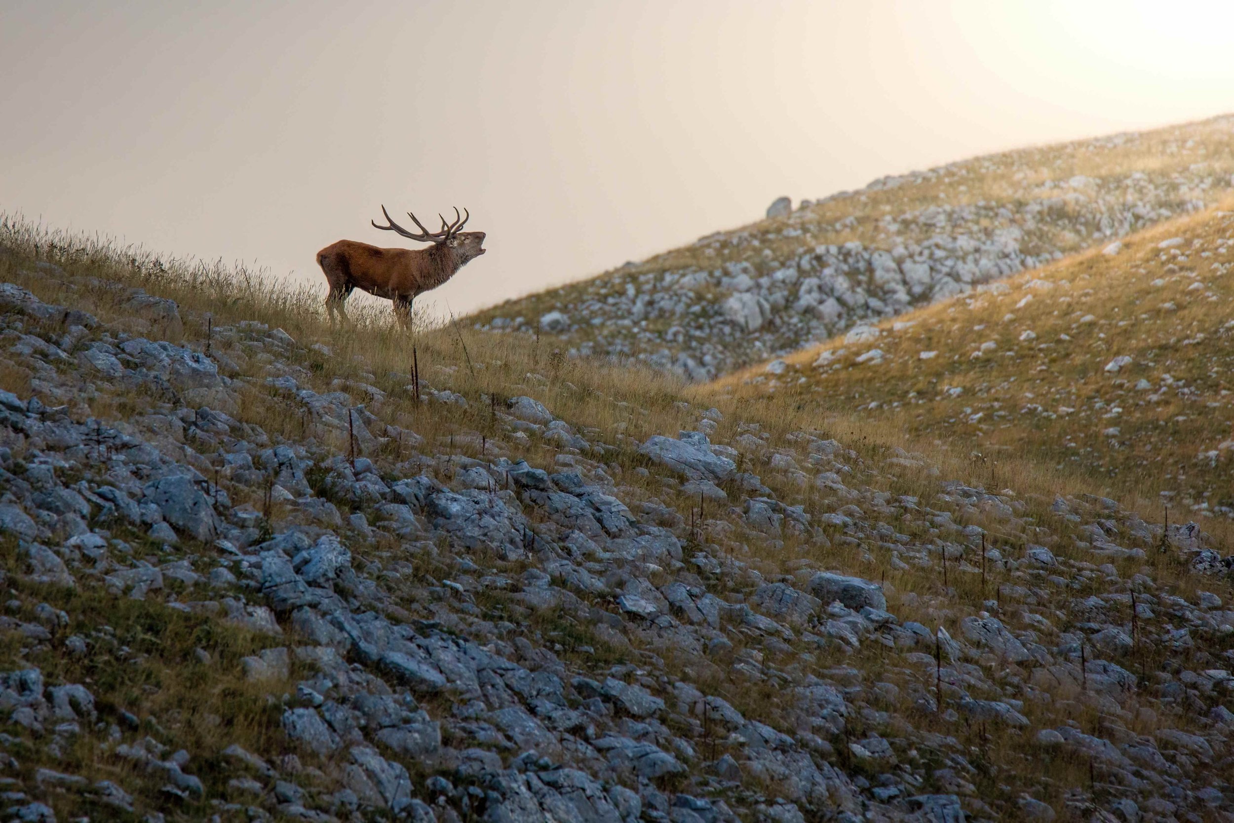 Il bramito del cervo- Viaggio naturalistico in Abruzzo
