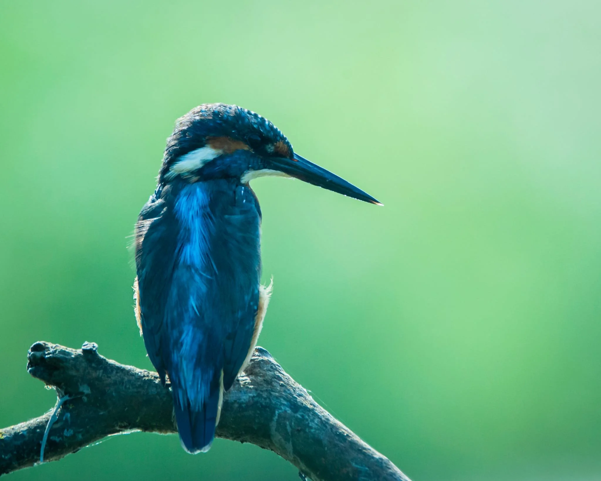 Corso di Birdwatching- Online e sul Campo