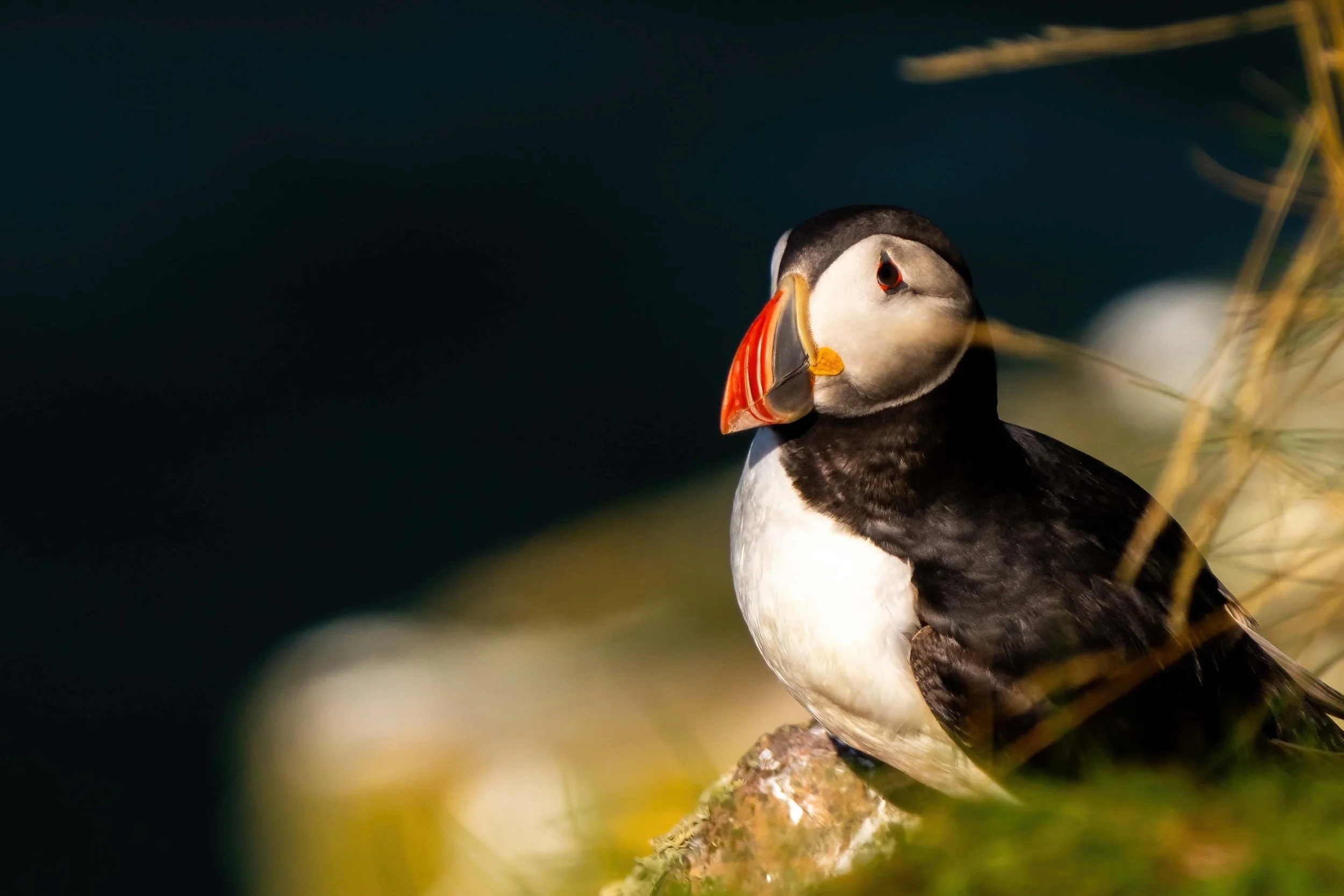 La Natura Prima dello Scatto Corso di Fotografia Naturalistica di Avifauna
