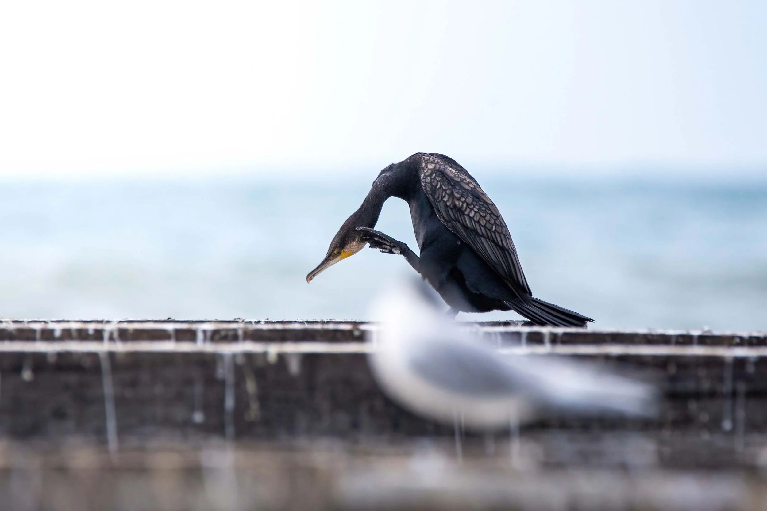 cormorano