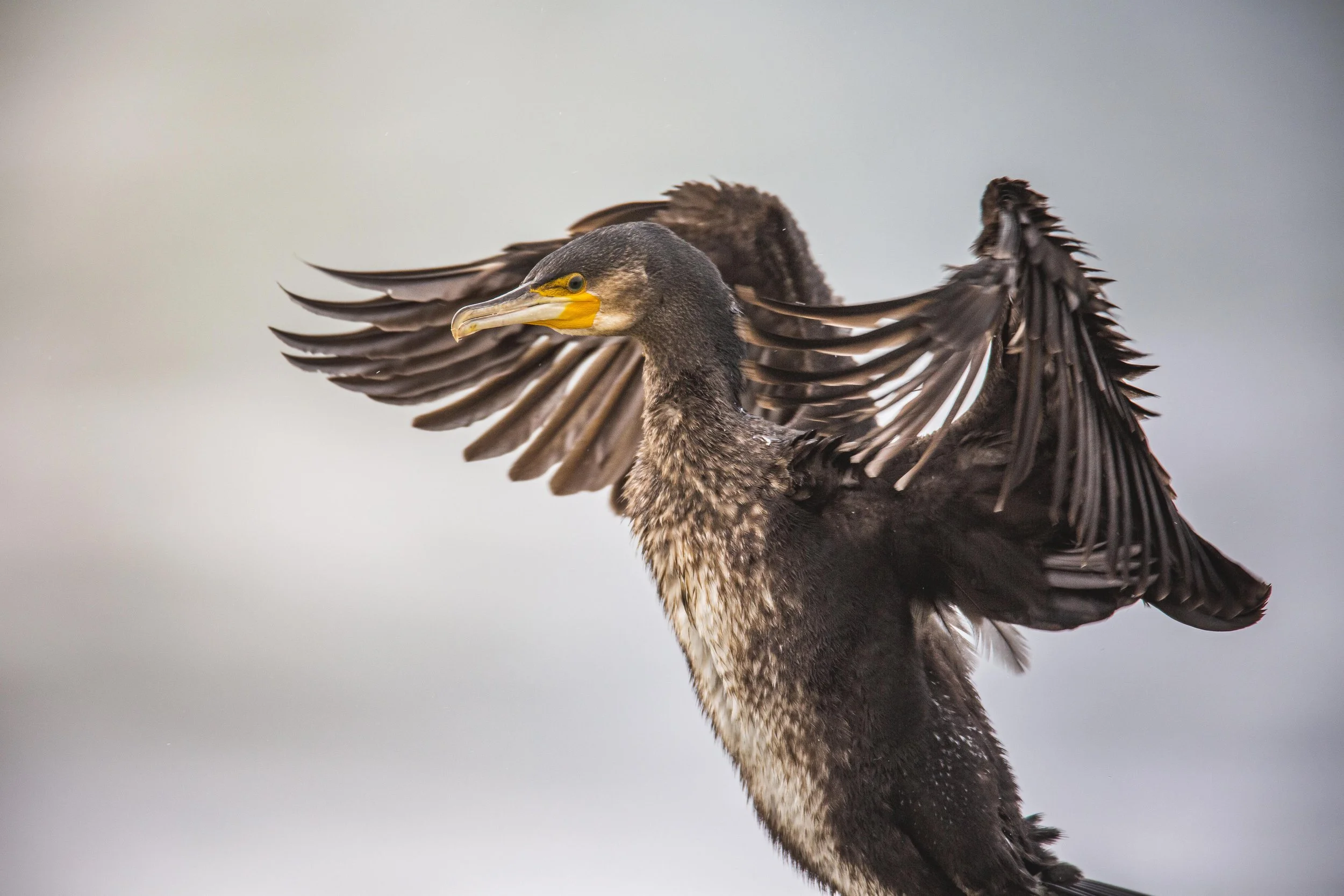 cormorani
