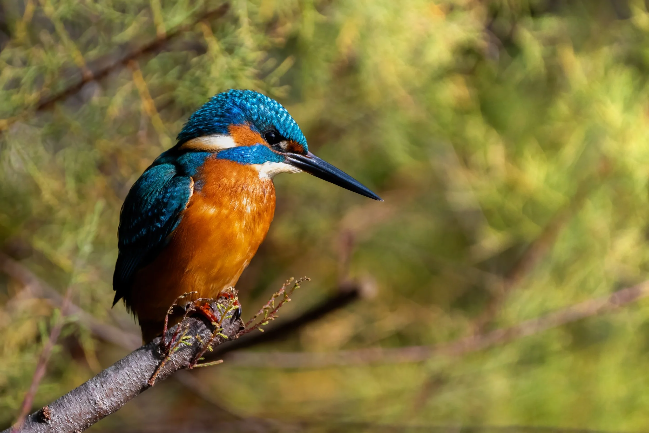 martinpescatore