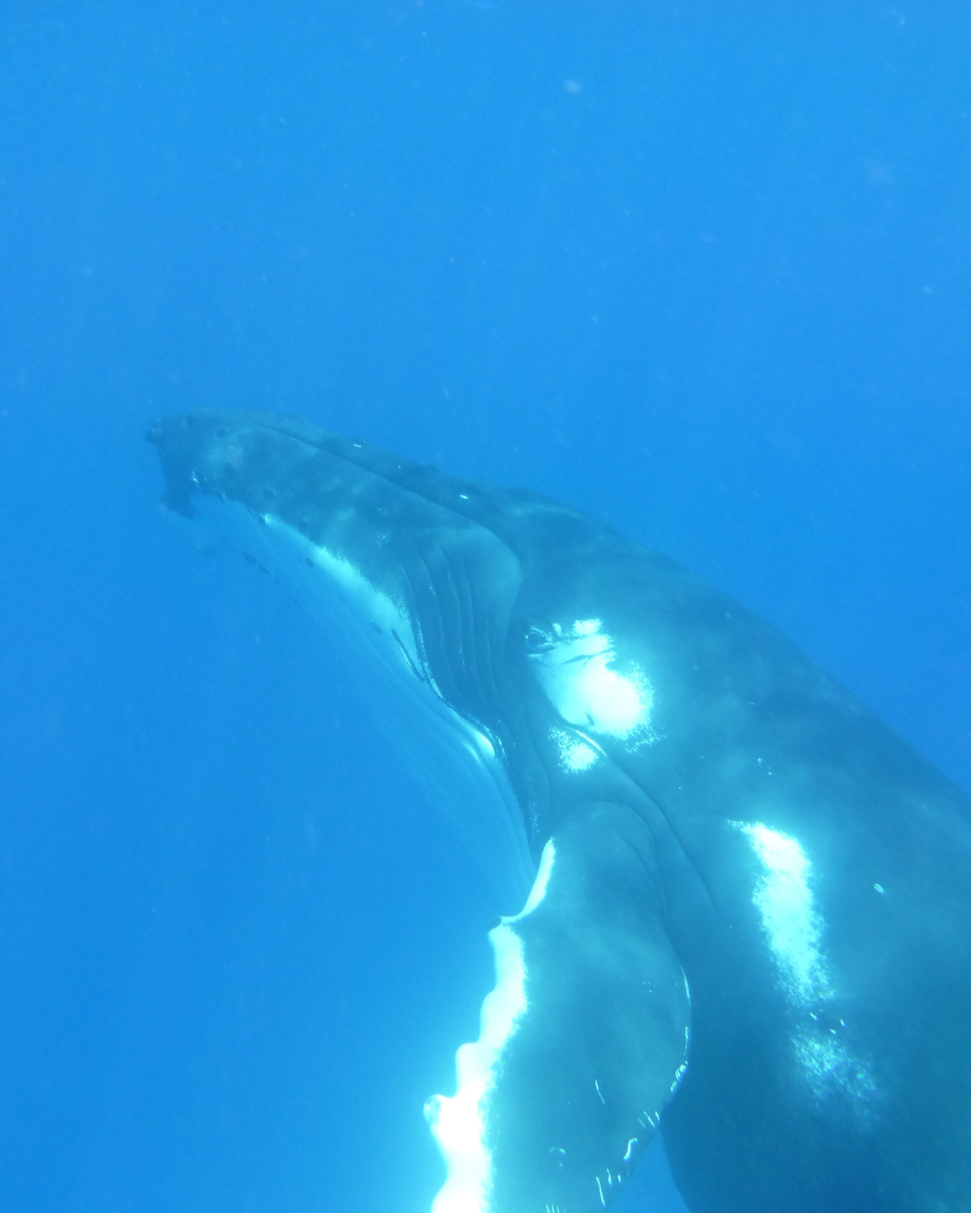 Il respiro del Mediterraneo- Corso sui Cetacei del nostro mare
