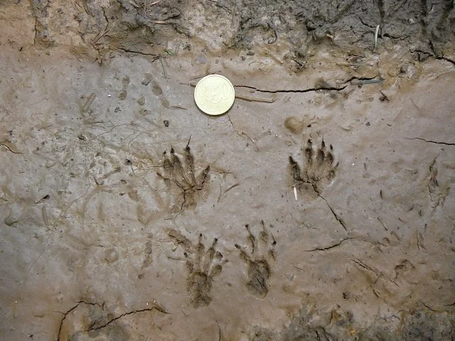 Corso di Riconoscimento delle Tracce Animali