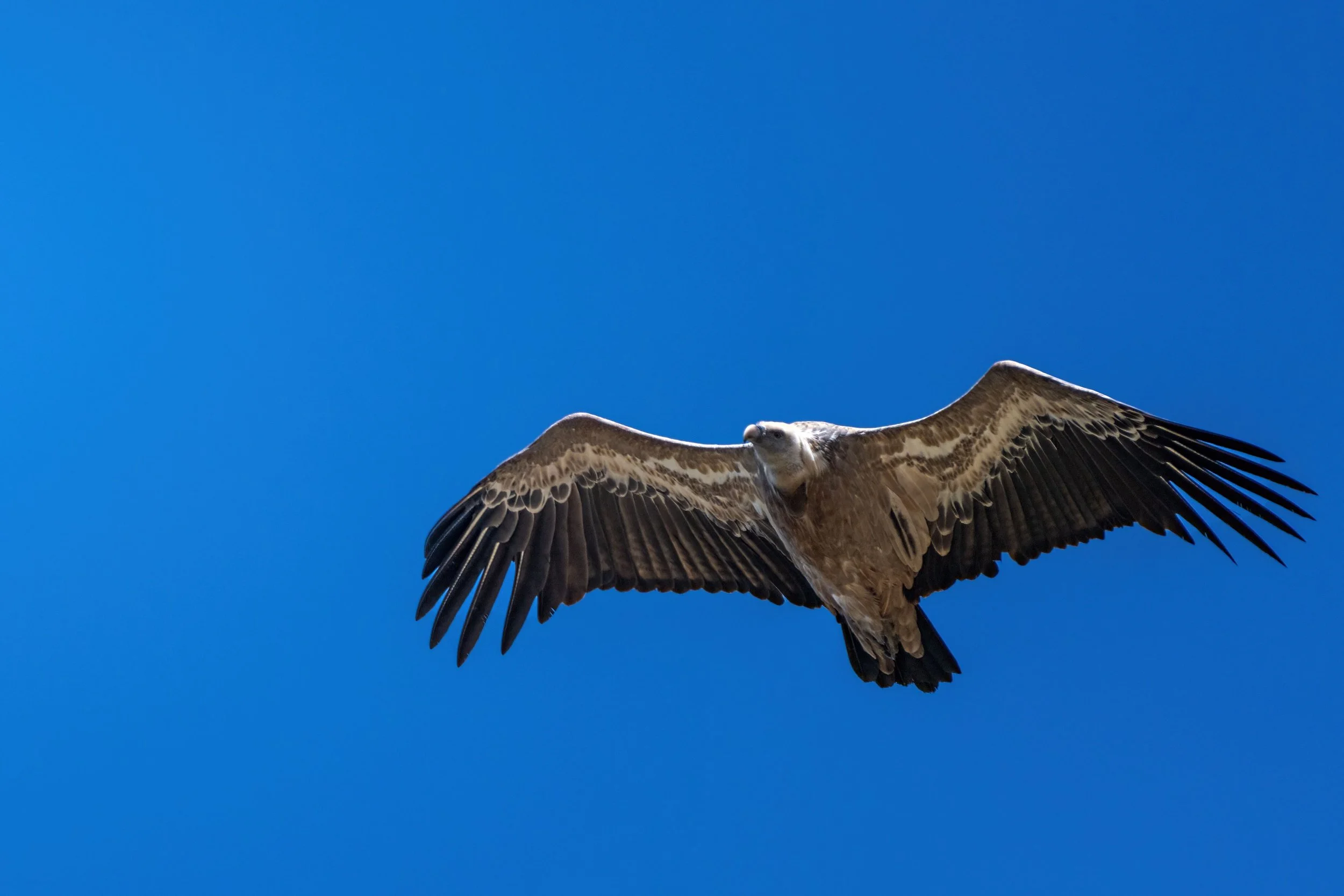 grifone, avvoltoio, eccello, rapace, cielo blu, uccelli montagna, spazzini natura