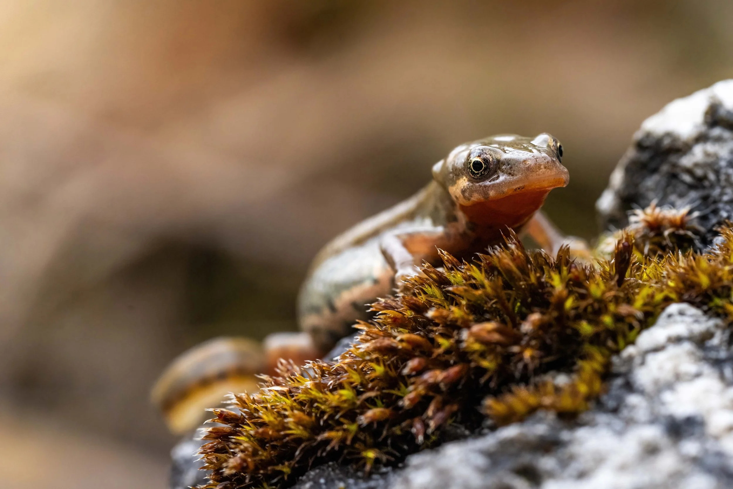 amfibi, anfibio, marrone, salamandra, salamandrina