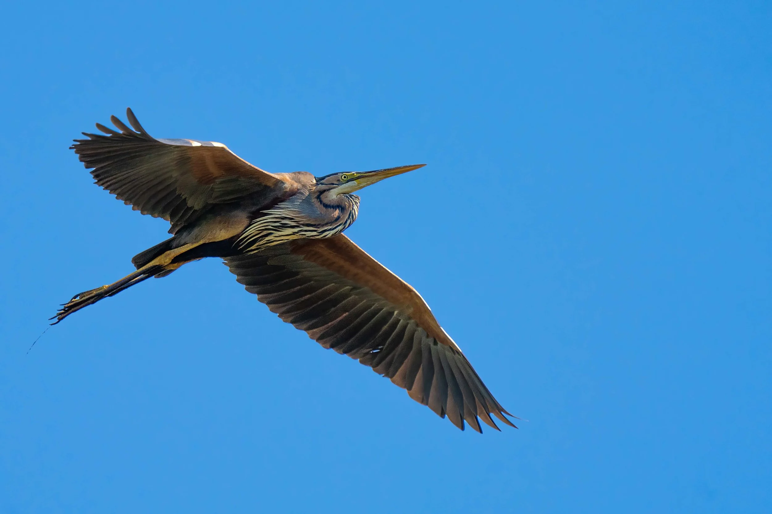 airone rosso, ardeide, irdeidi, rosso, uccelli, becco lungo, rosso, uccello in volo, zampe lunghe