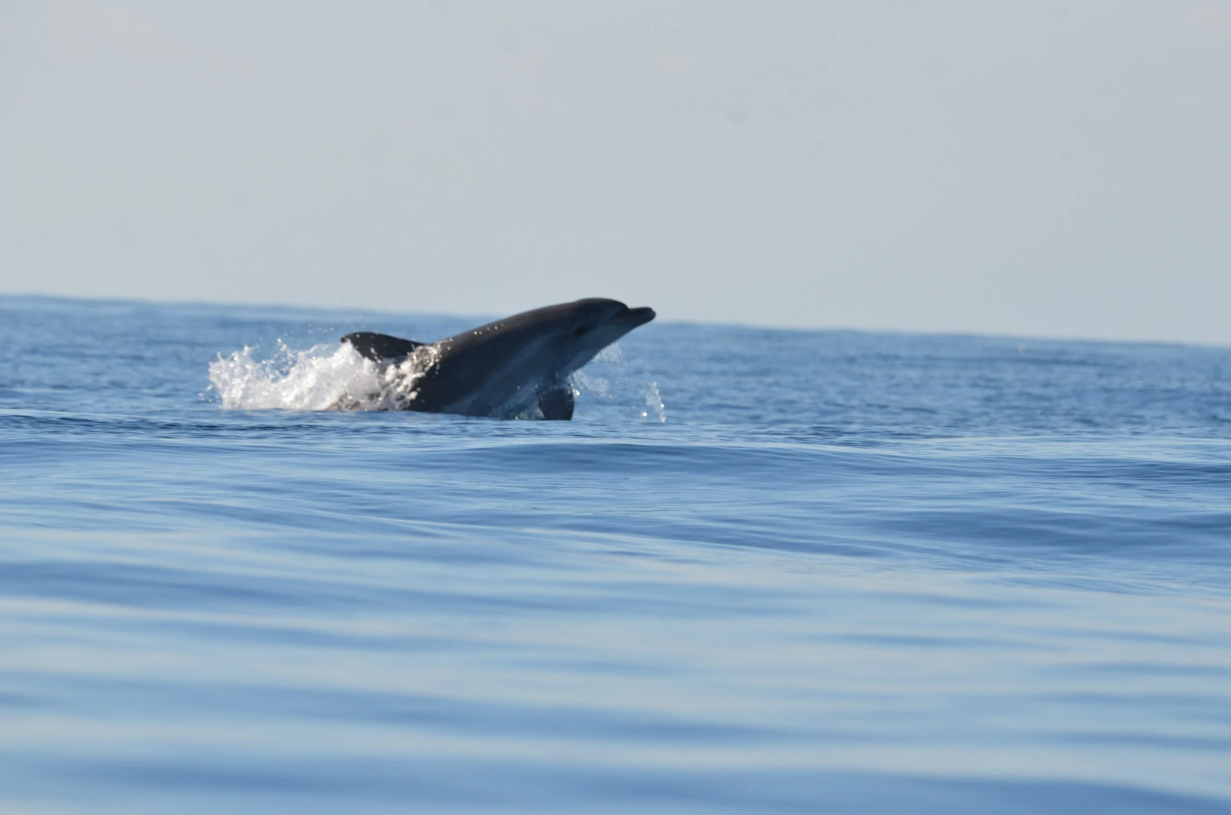 delfino, tursiope, cetcaei, corso cetacei, roma, wildmoon, aps, naturalistiche, osservazione fauna, mare, blu, cielo, acqua