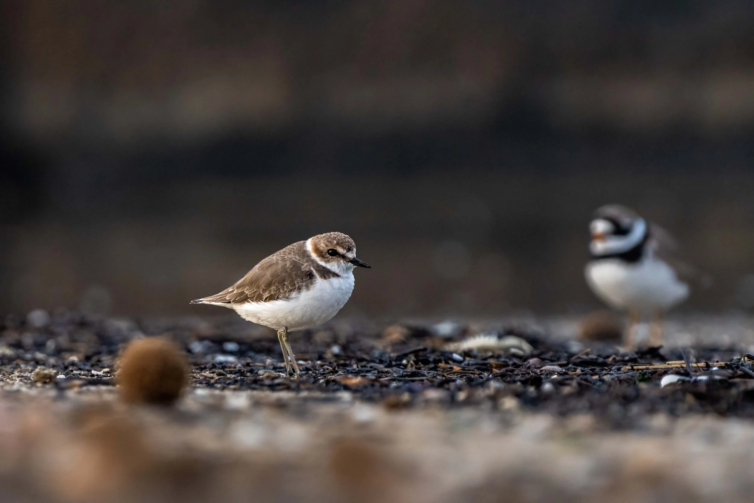 fratino, uccello, uccellino marrone, spiaggia, birdwatching, bird, torre, torre flavia, wildlife, osservazione, avifauna, limicoli