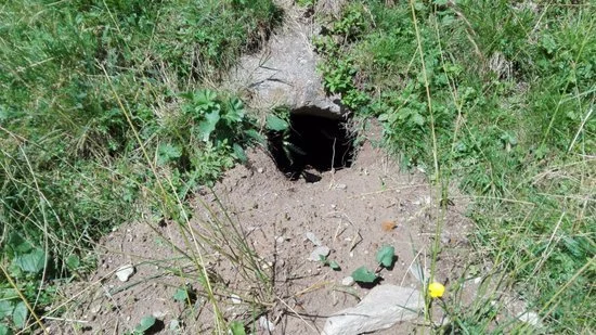 tana, marmotta, buco nel terreno