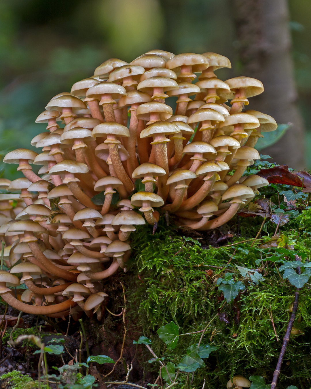 fungo, funghi, ecologia, regno fungi, roma, lazio, corsi, wildmoon, aps, natura, corso, workshop