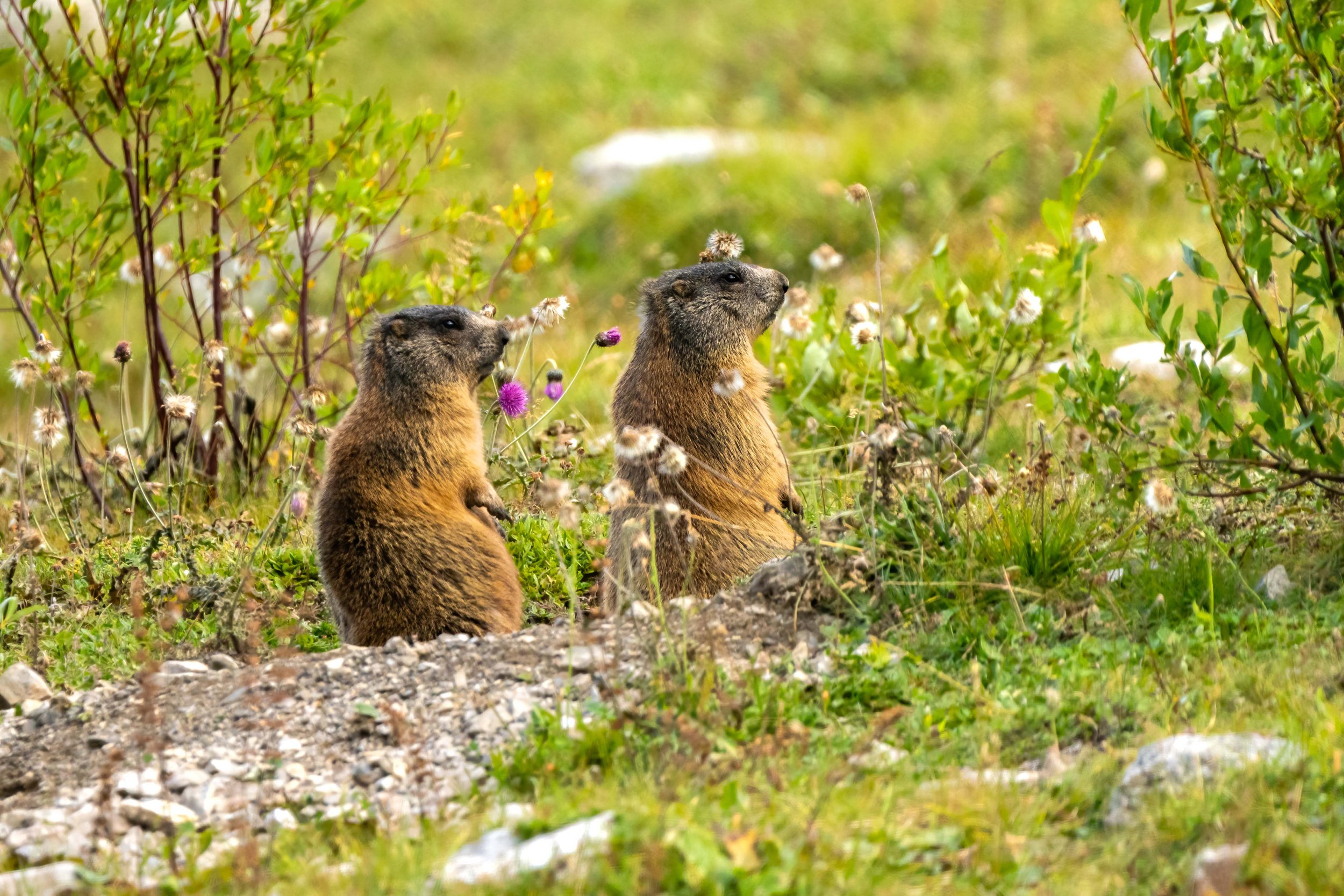 marmotta, marmotte, mammiferi, prati di montagna, piccolo roditori, animali marroni, alpi