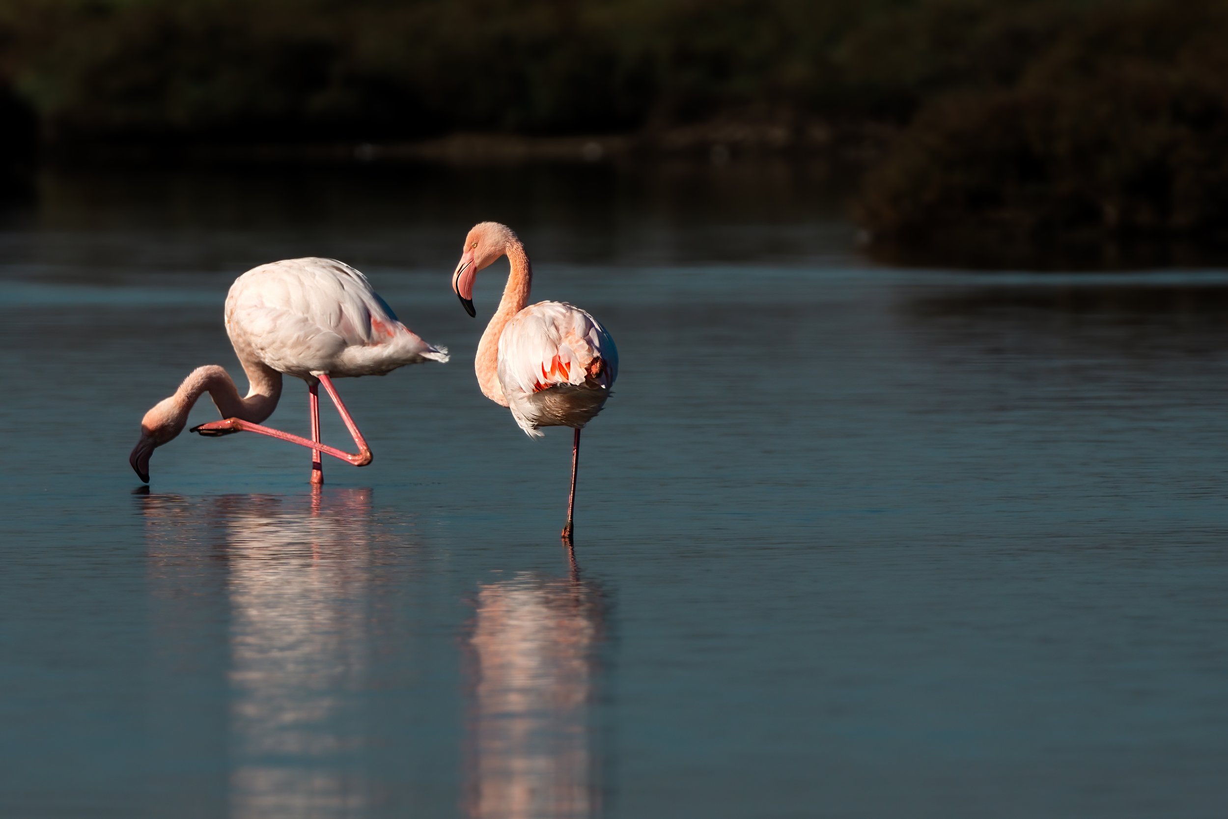 fenicotteri, uccelli rosa, acqua, uccelli acquatici, blu, rosa, zampe lunghe, fenicottero