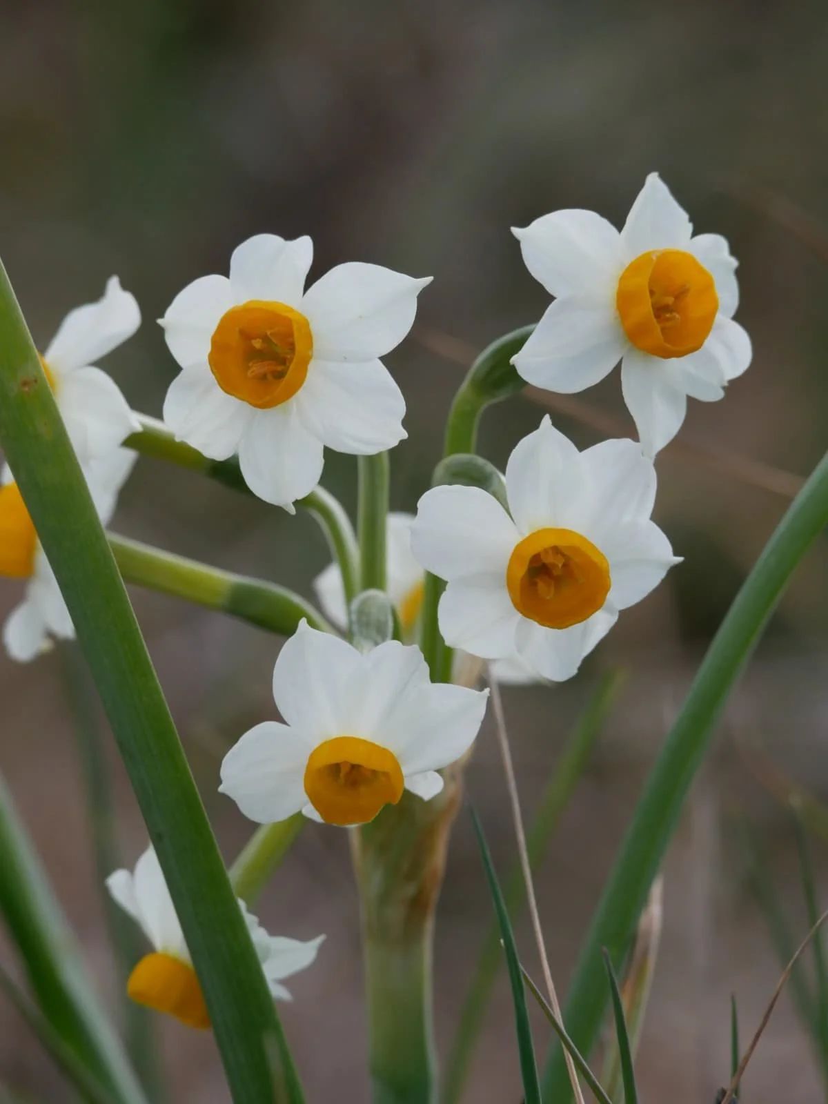 fiore bianco, giallo, fiorellino, botanica, piante, erbacee, verde, erba, bosco, foresta, plantwatching, riconoscimento piante, italia, roma, lazio