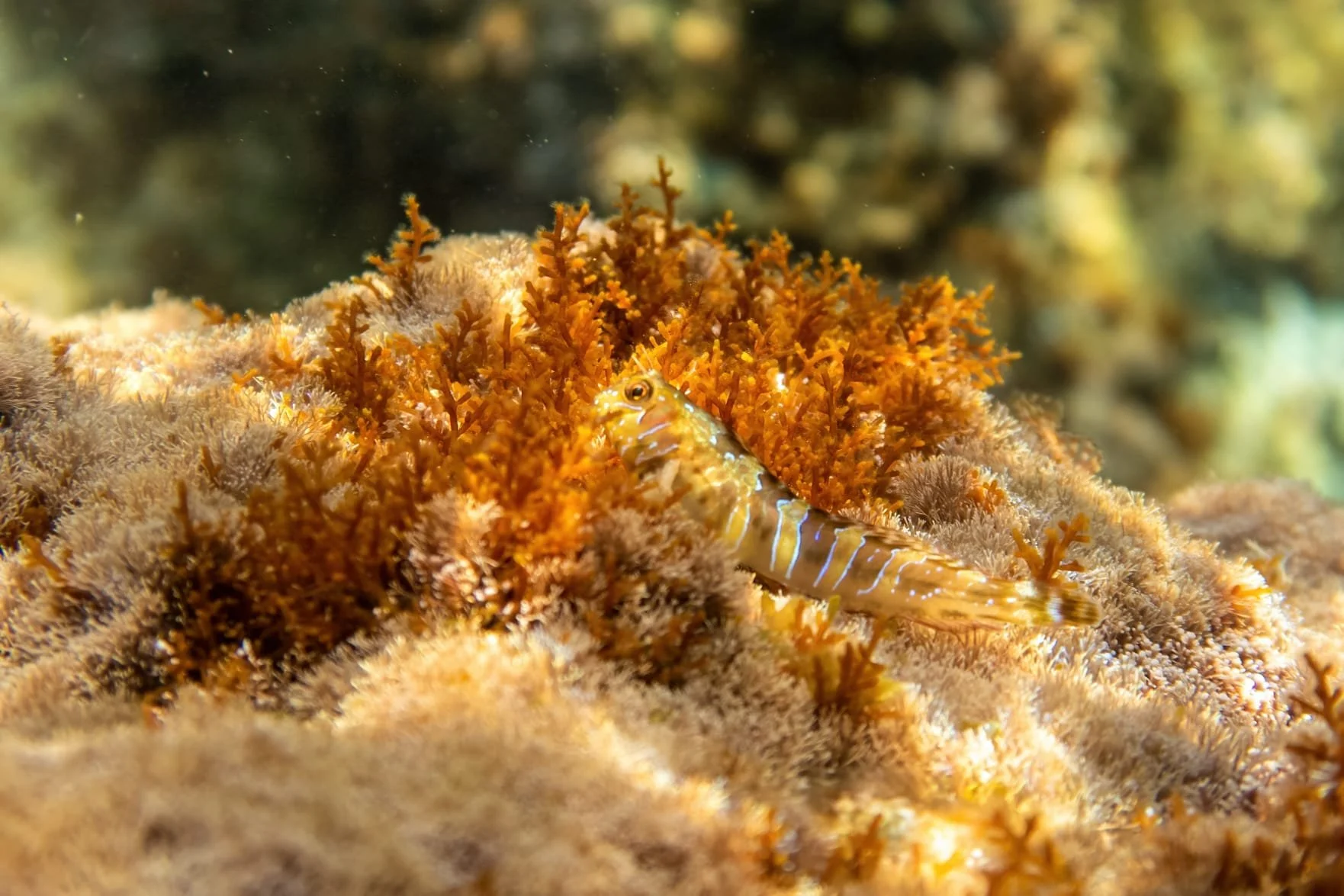 snorkeling, corso, fauna e flora marina, pesci, rosso
