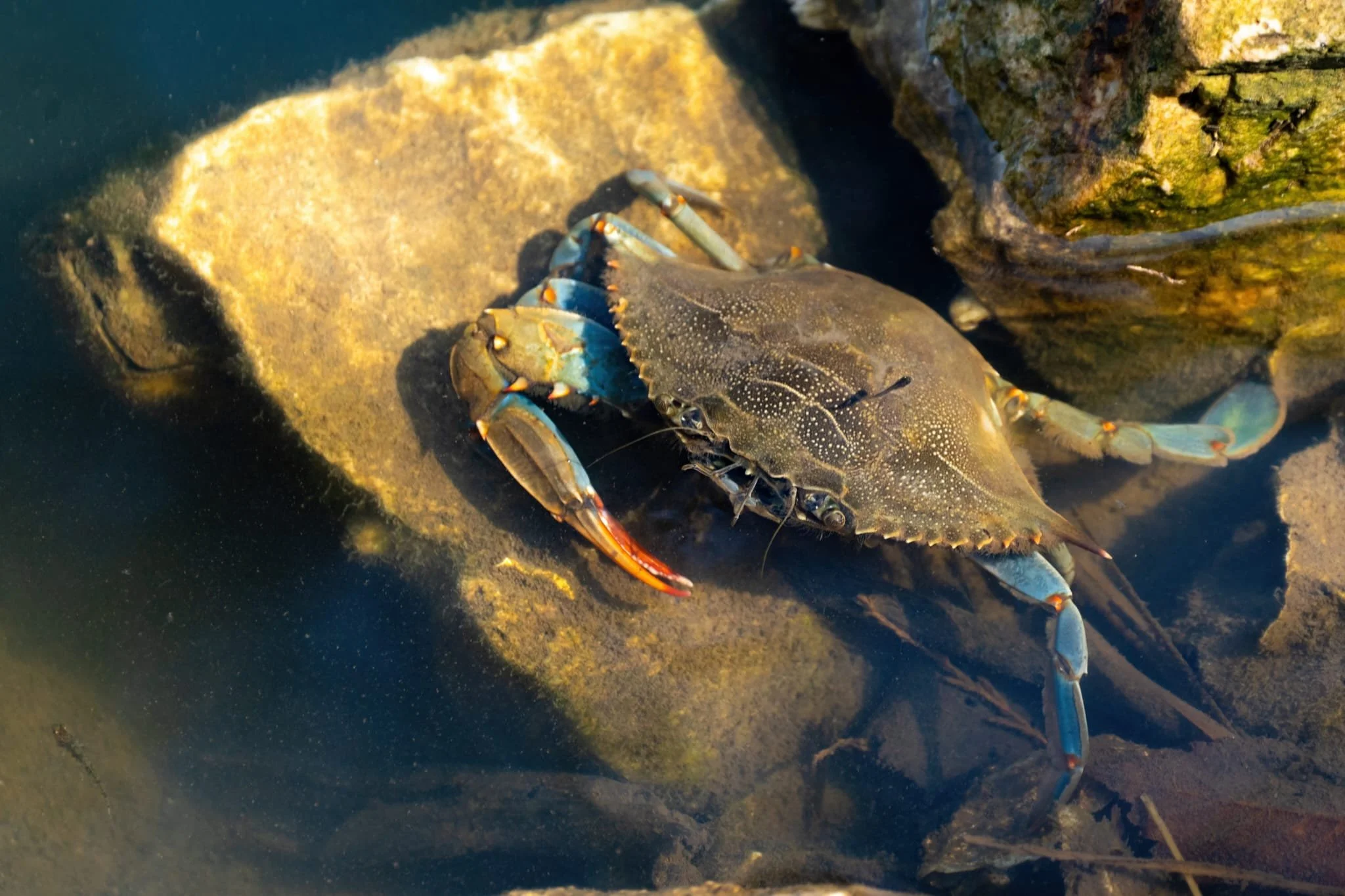 granchio blu, granchio, specie aliene