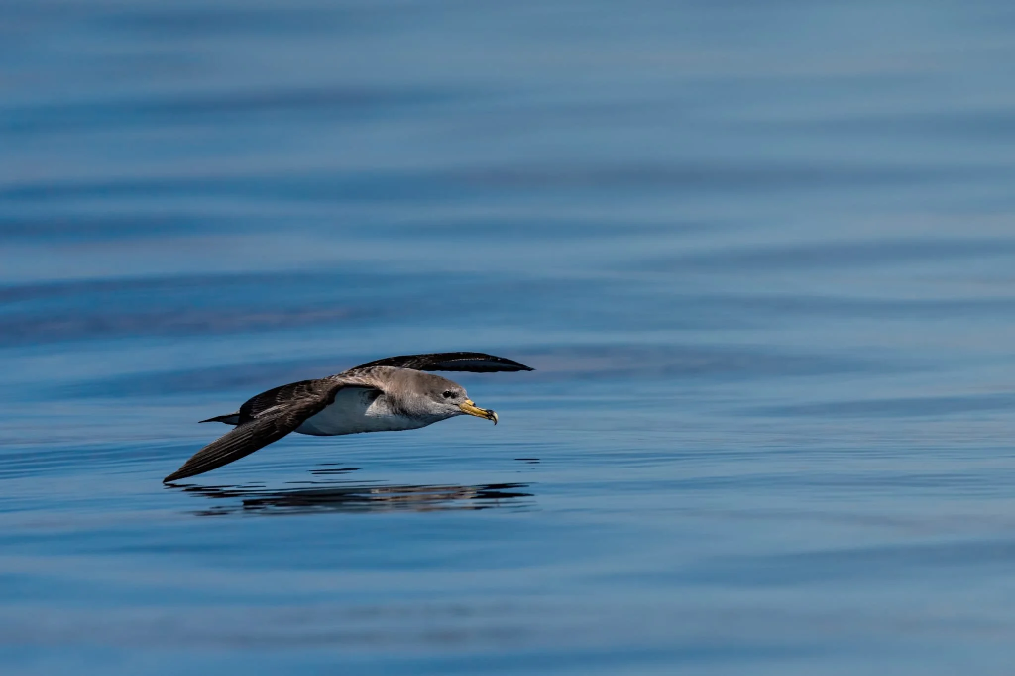 berta, mare, ostia, animali pelagici