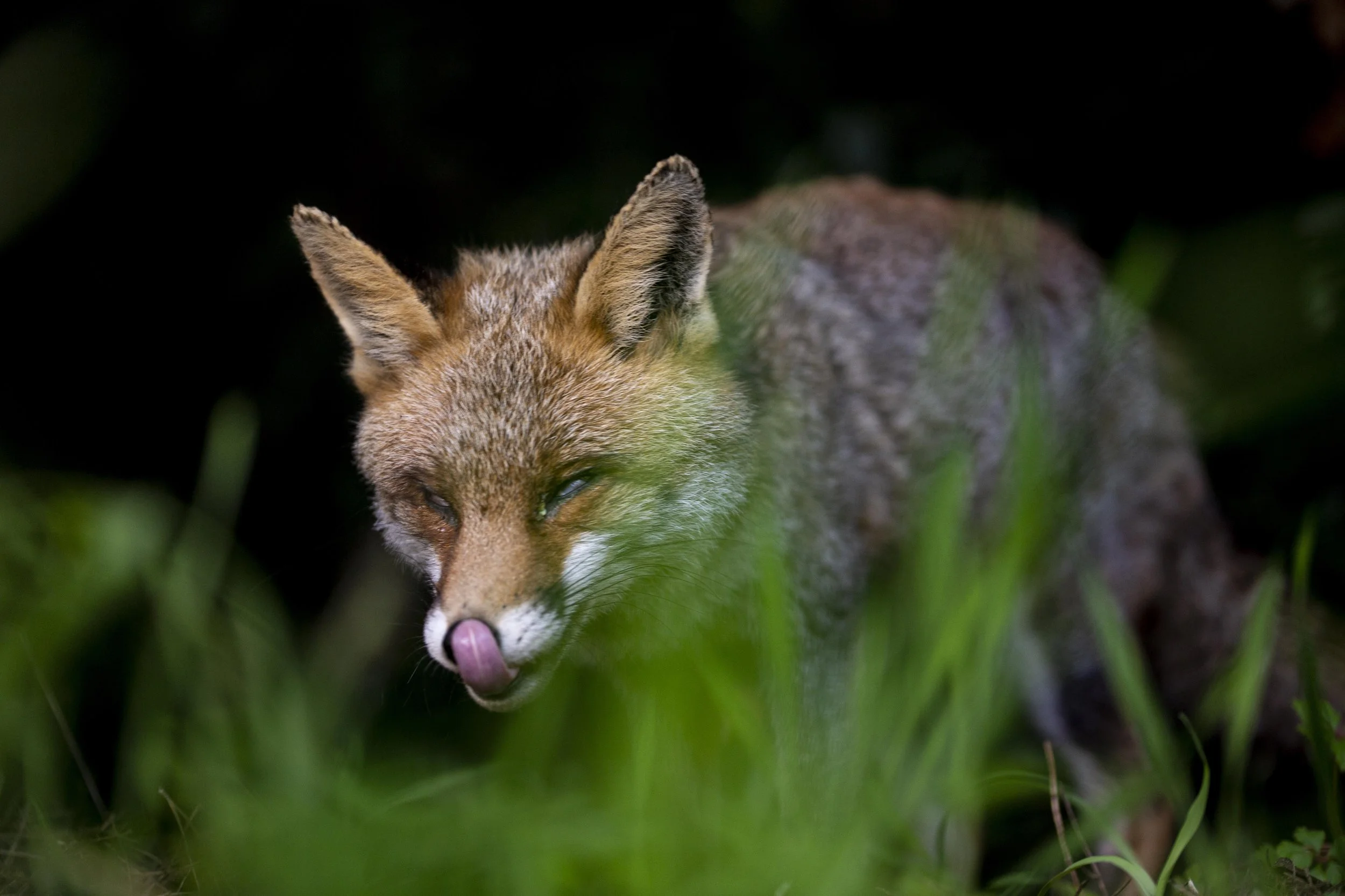 volpe, tracce, wildlife, corsi, fauna. selvatica