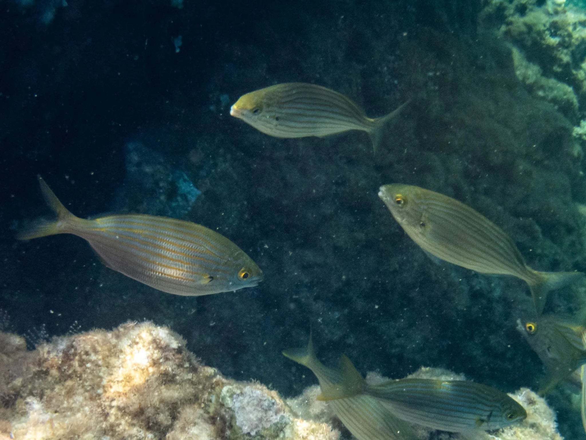 pesci, mediterraneo, fauna marina, snorkeling