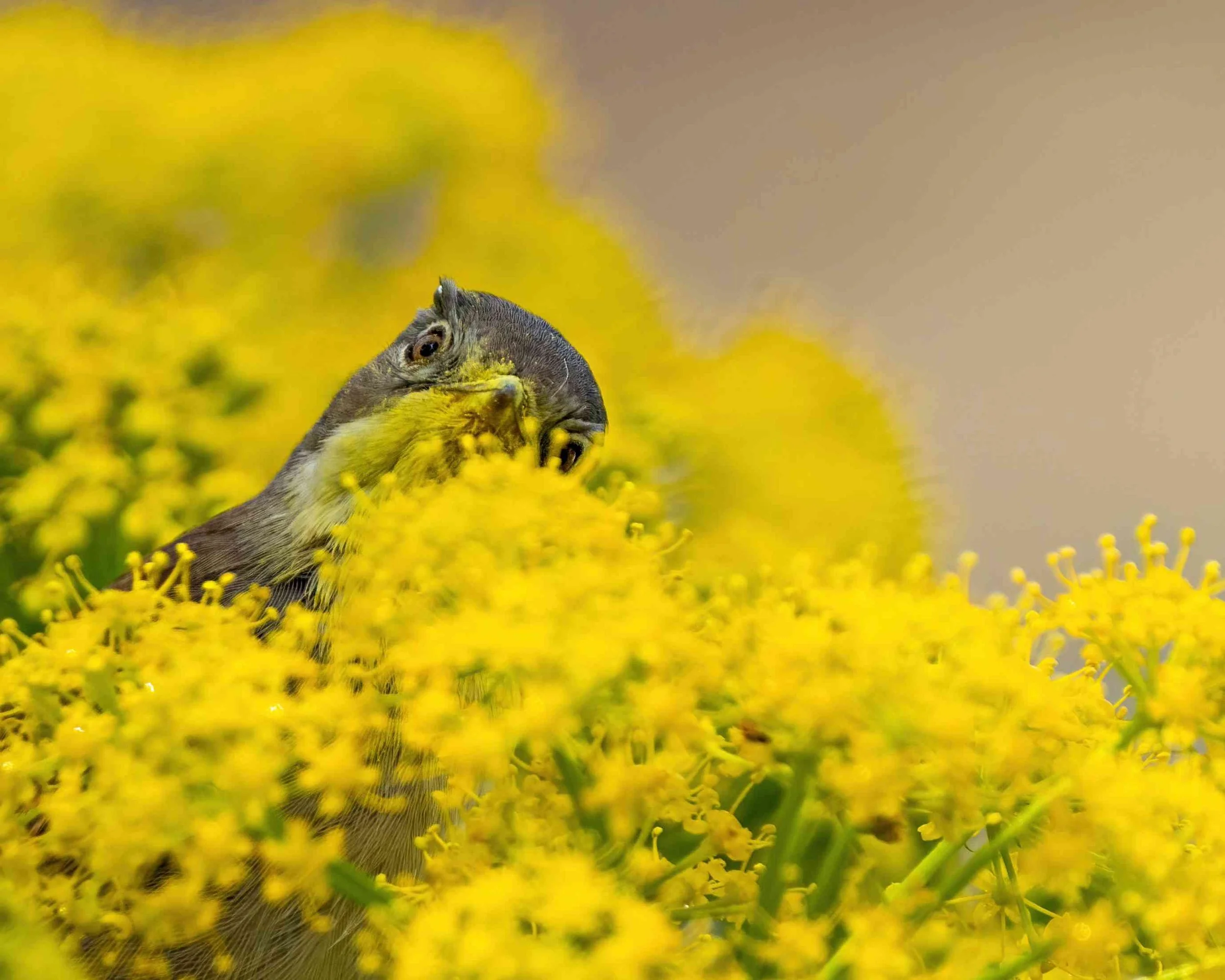 Un pappagallo tra i fiori gialli, con la testa leggermente girata e gli occhi visibili